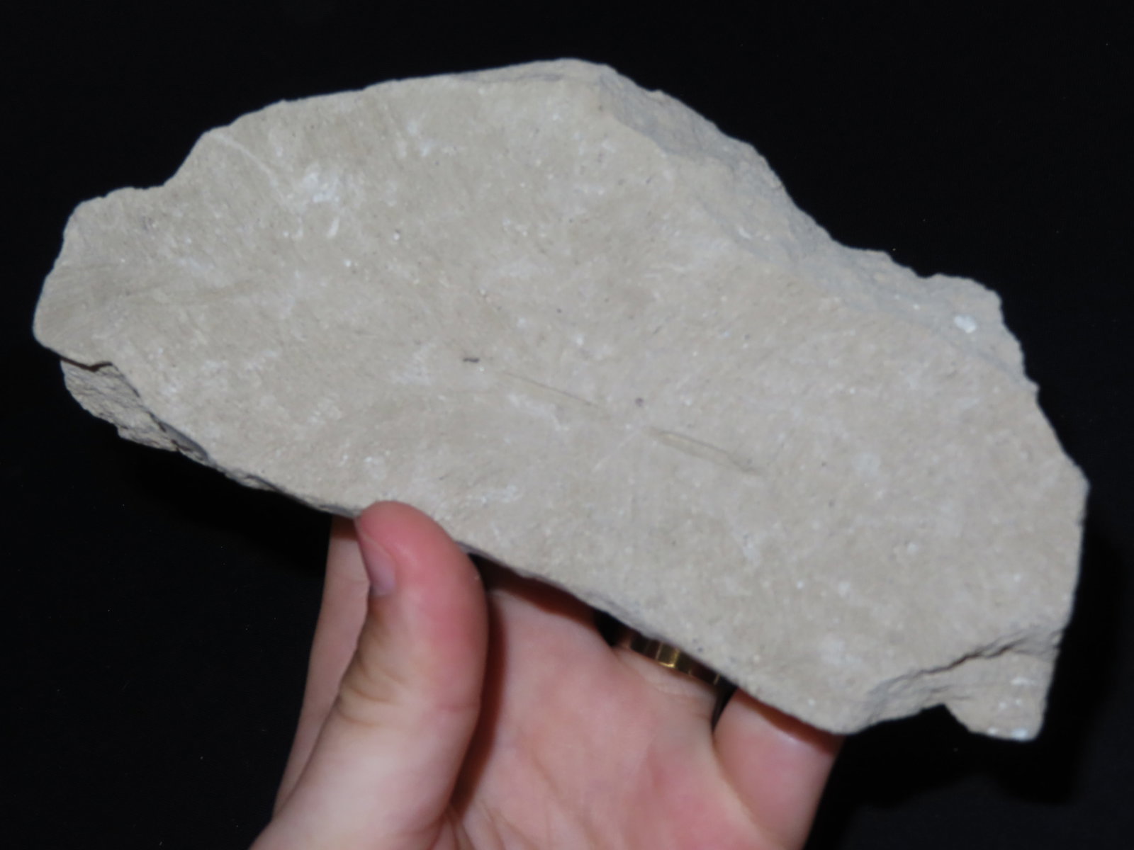 6 1/2?? Fossilized Carp, Great Example - 2