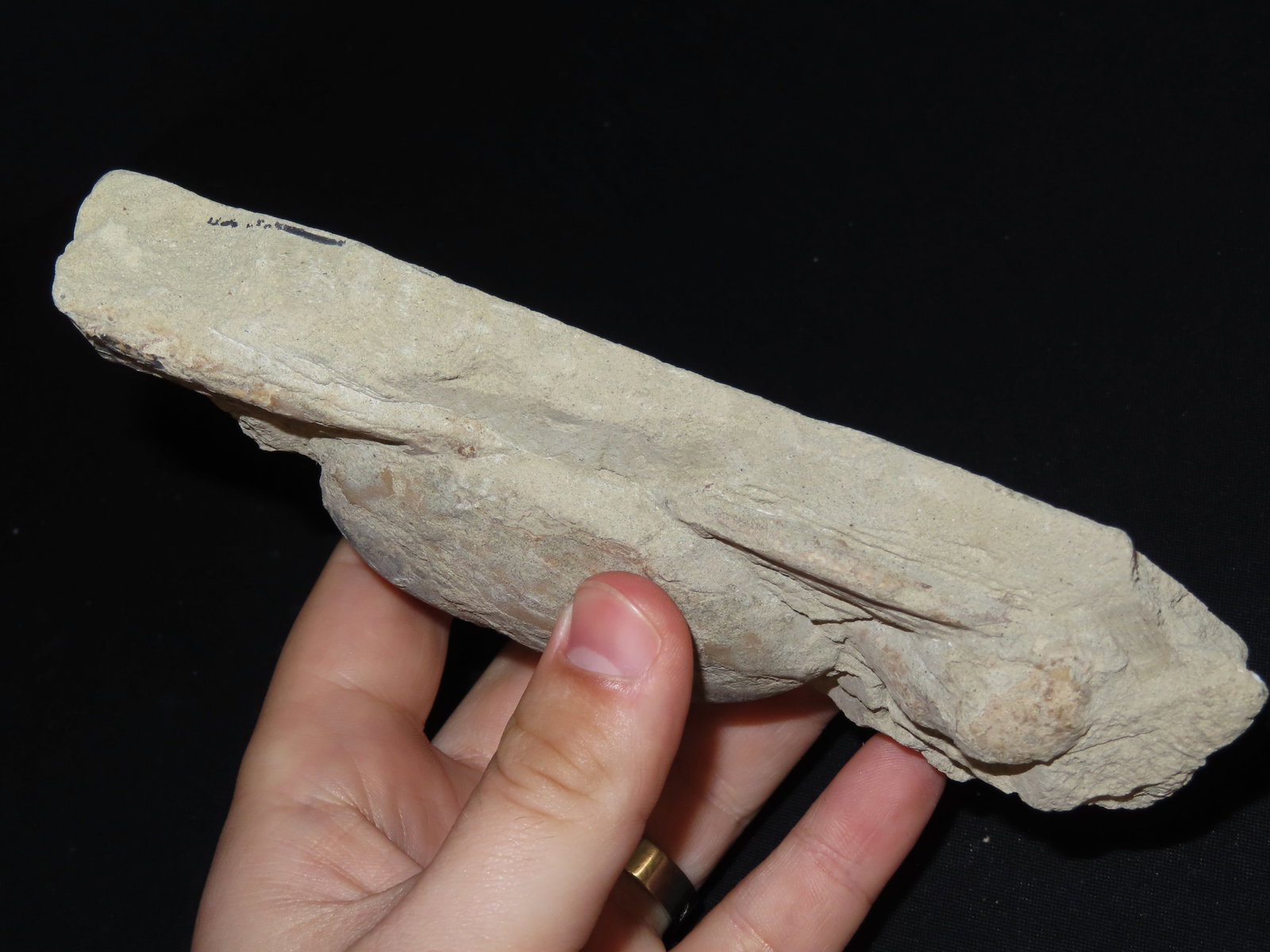 6 1/2?? Fossilized Carp, Great Example - 3