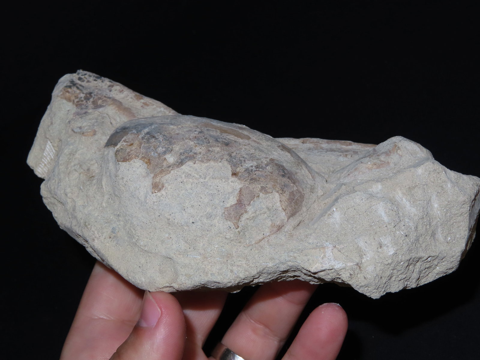 6 1/2?? Fossilized Carp, Great Example - 4