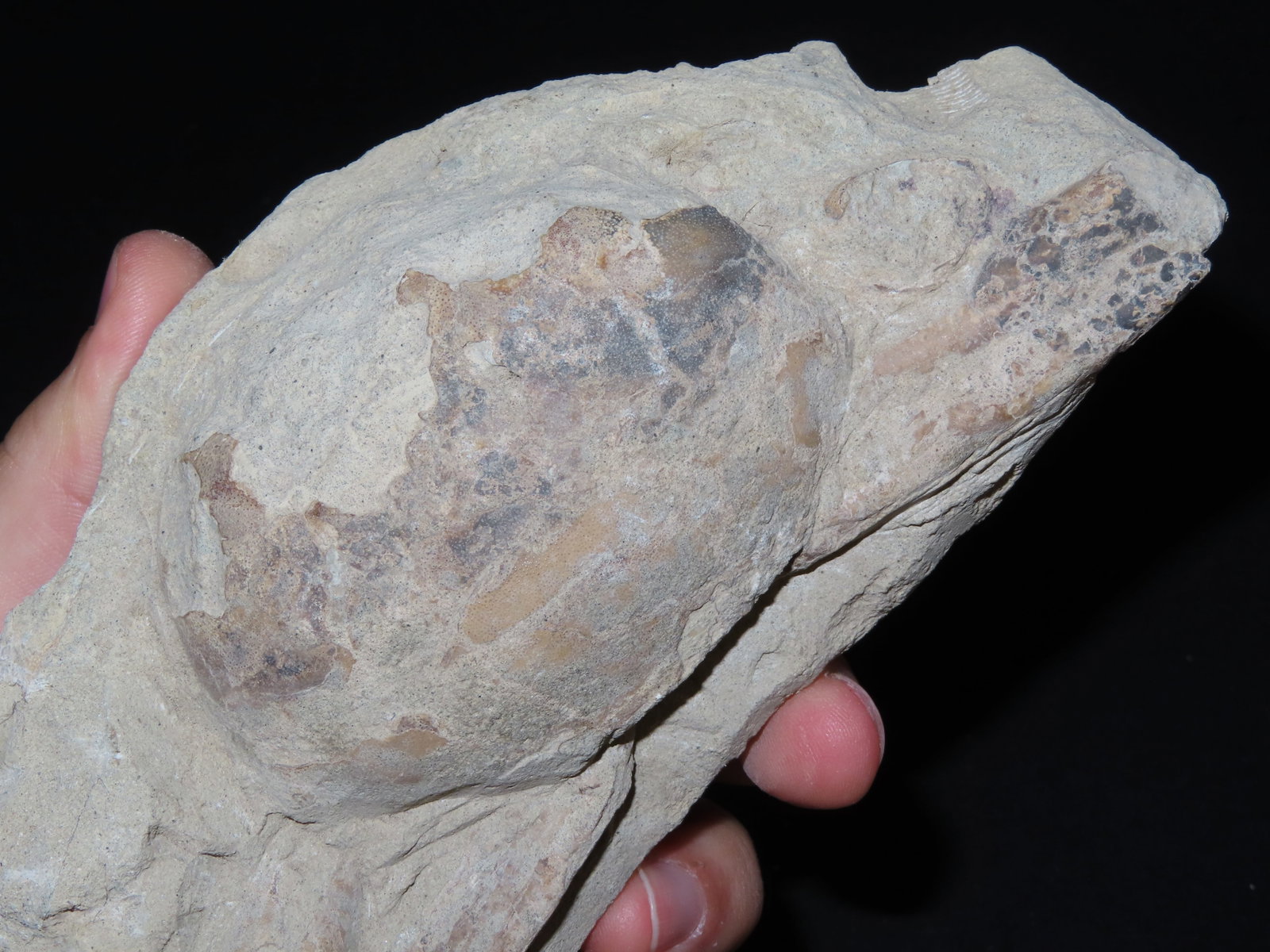 6 1/2?? Fossilized Carp, Great Example - 5