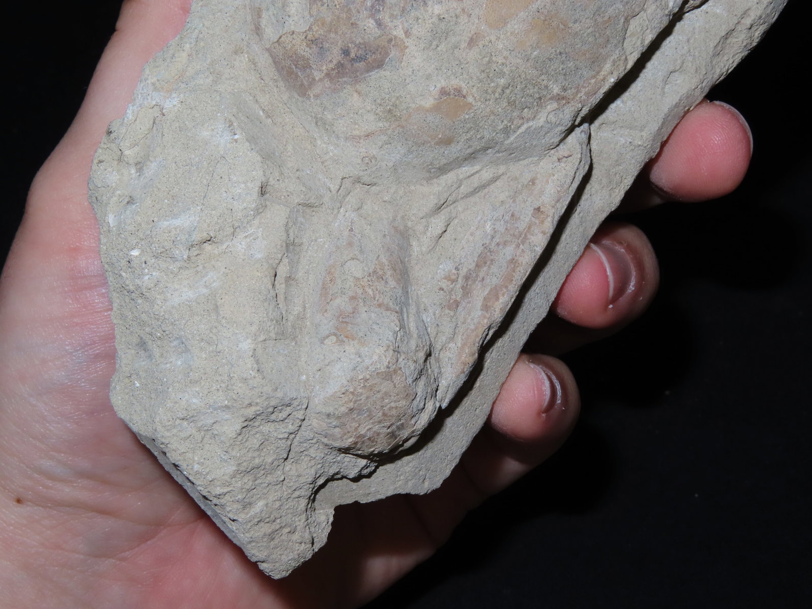 6 1/2?? Fossilized Carp, Great Example - 6