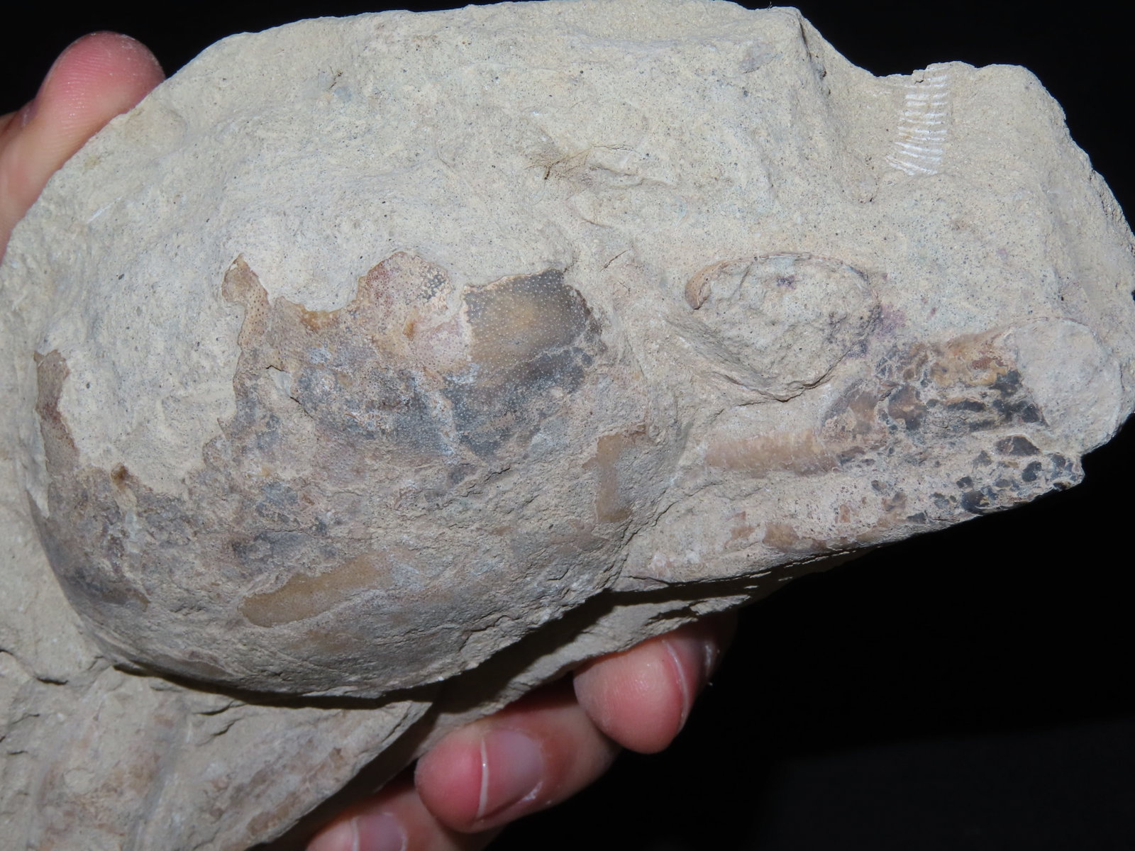 6 1/2?? Fossilized Carp, Great Example - 7