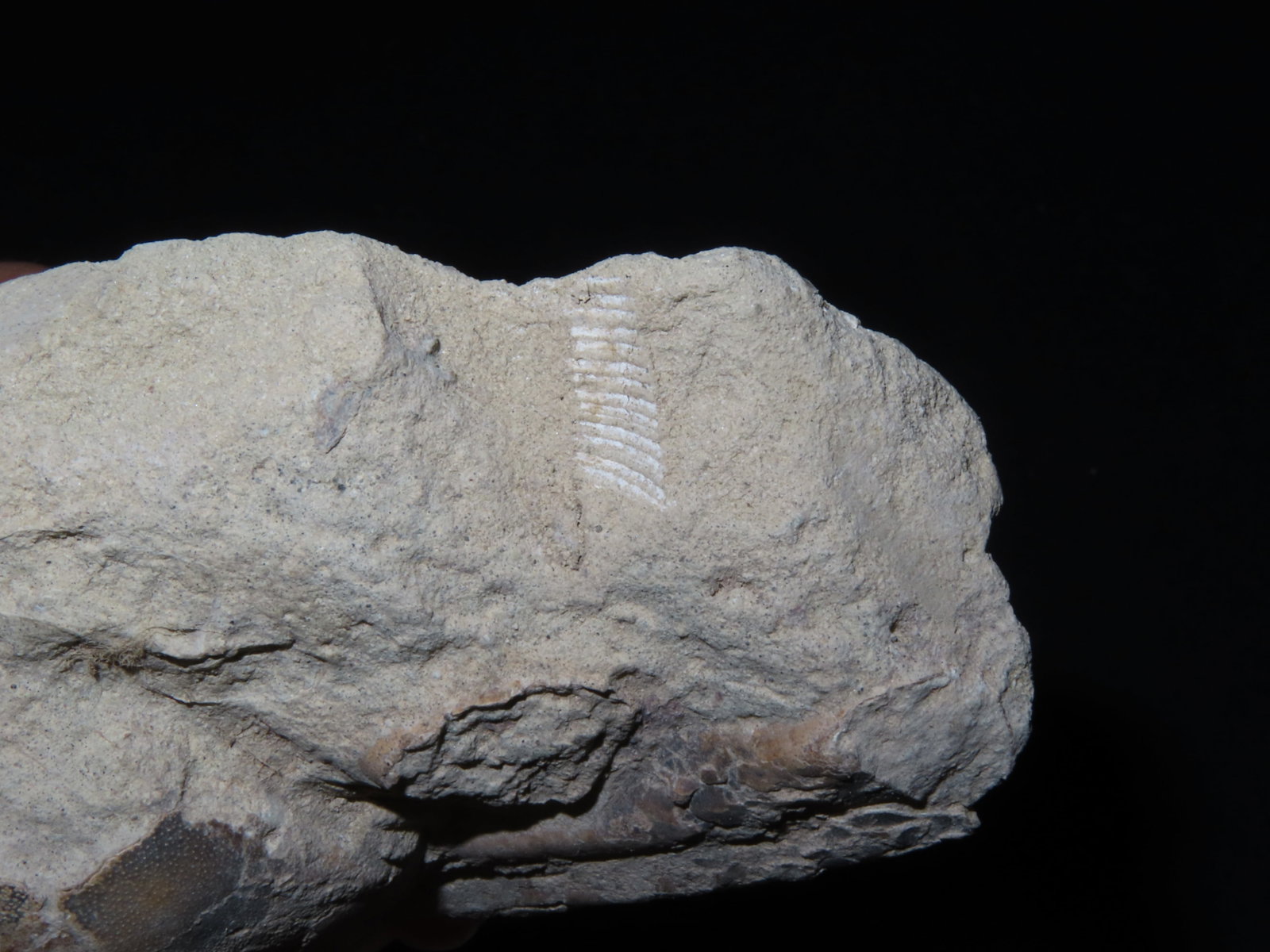 6 1/2?? Fossilized Carp, Great Example - 8