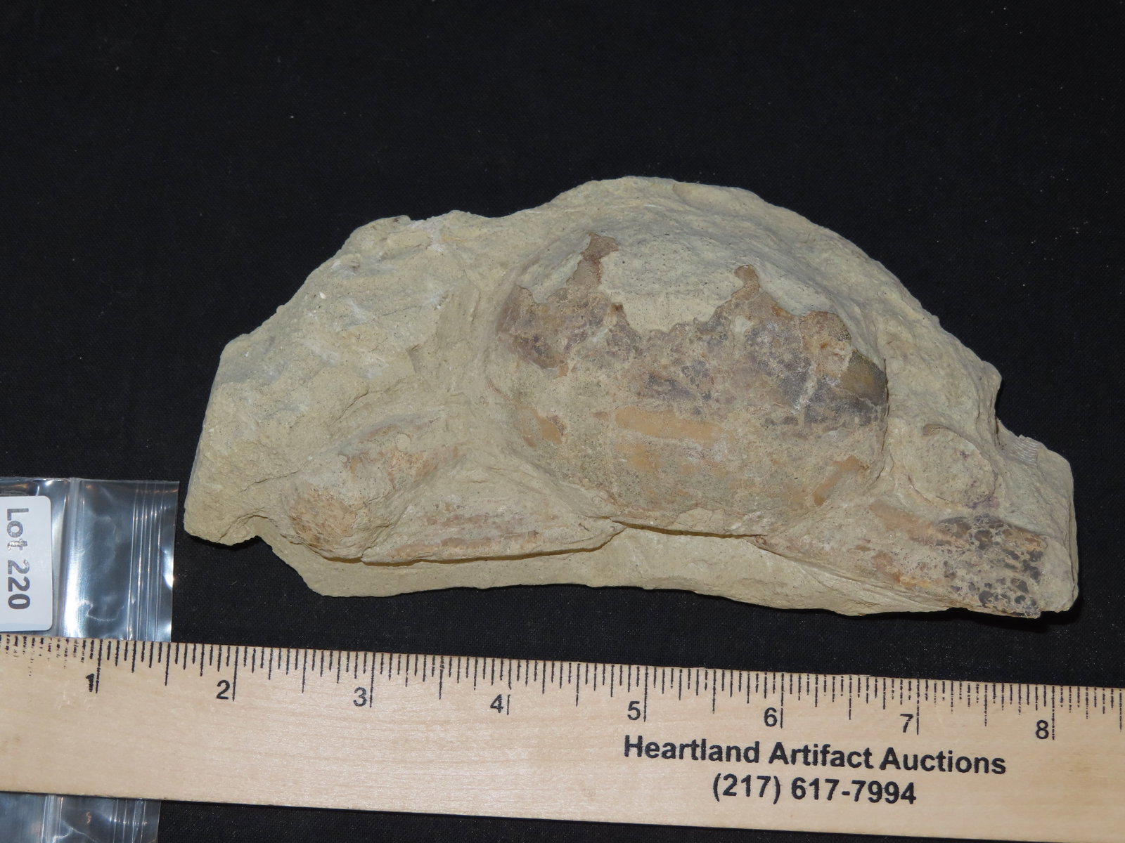 6 1/2?? Fossilized Carp, Great Example - 9