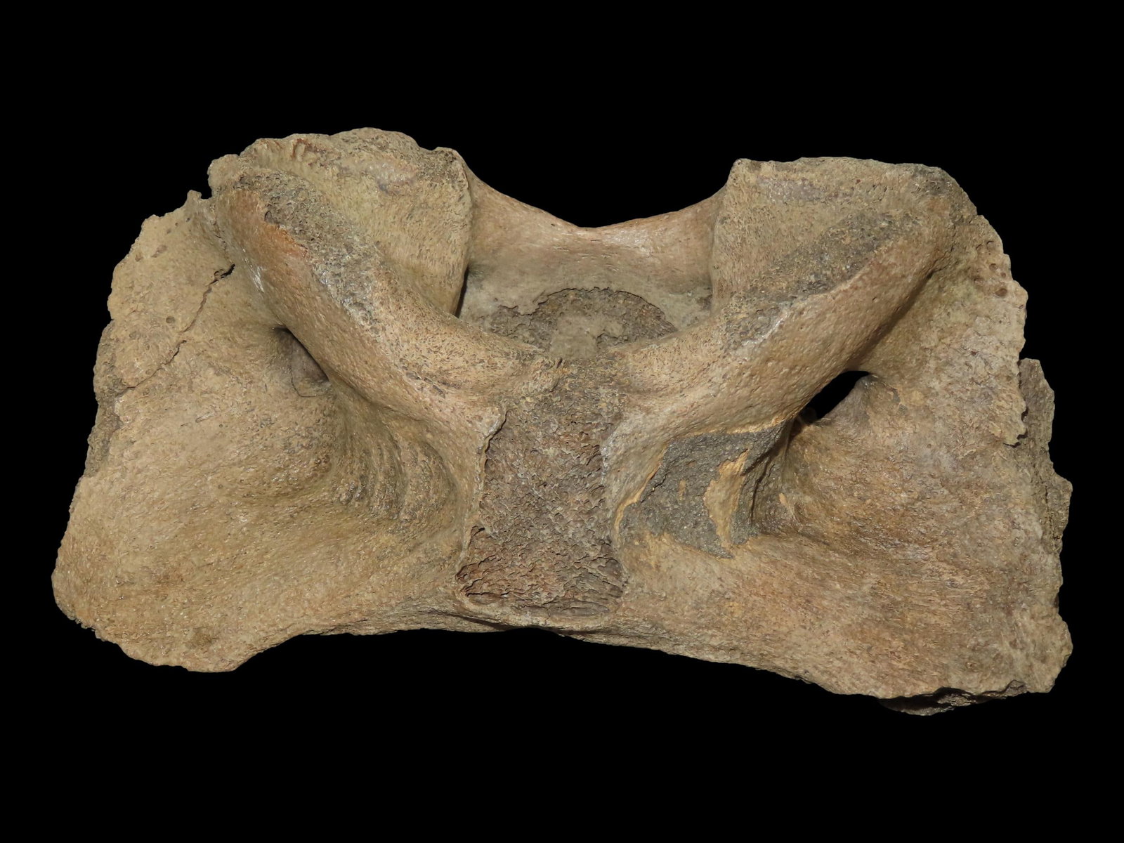 8 1/4” Fossilized Vertebra, Found in the Iowa/Missouri River (1 of 8)
