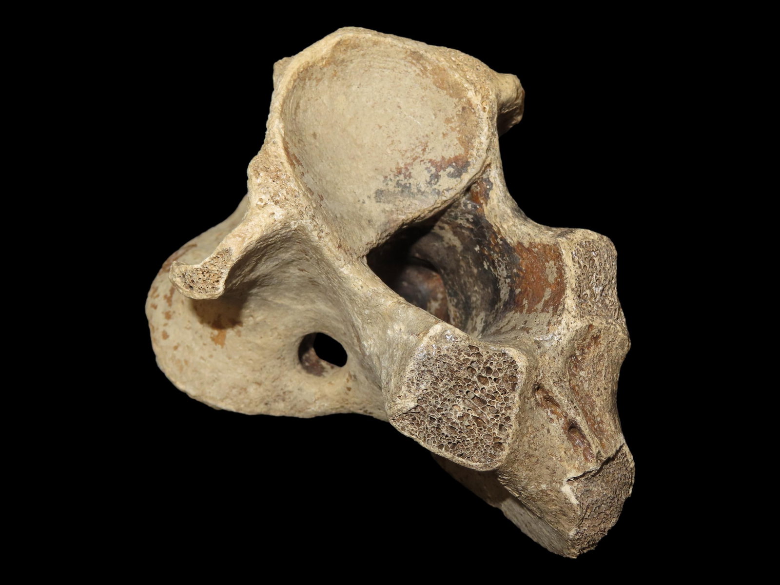 6?? Fossilized Vertebra, Found in the Iowa/Missouri River: 6” Fossilized Vertebra, Found in the Iowa/Missouri River