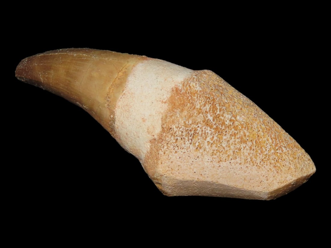 3 1/4?? Fossilized Mosasaurus Tooth (1 of 9)