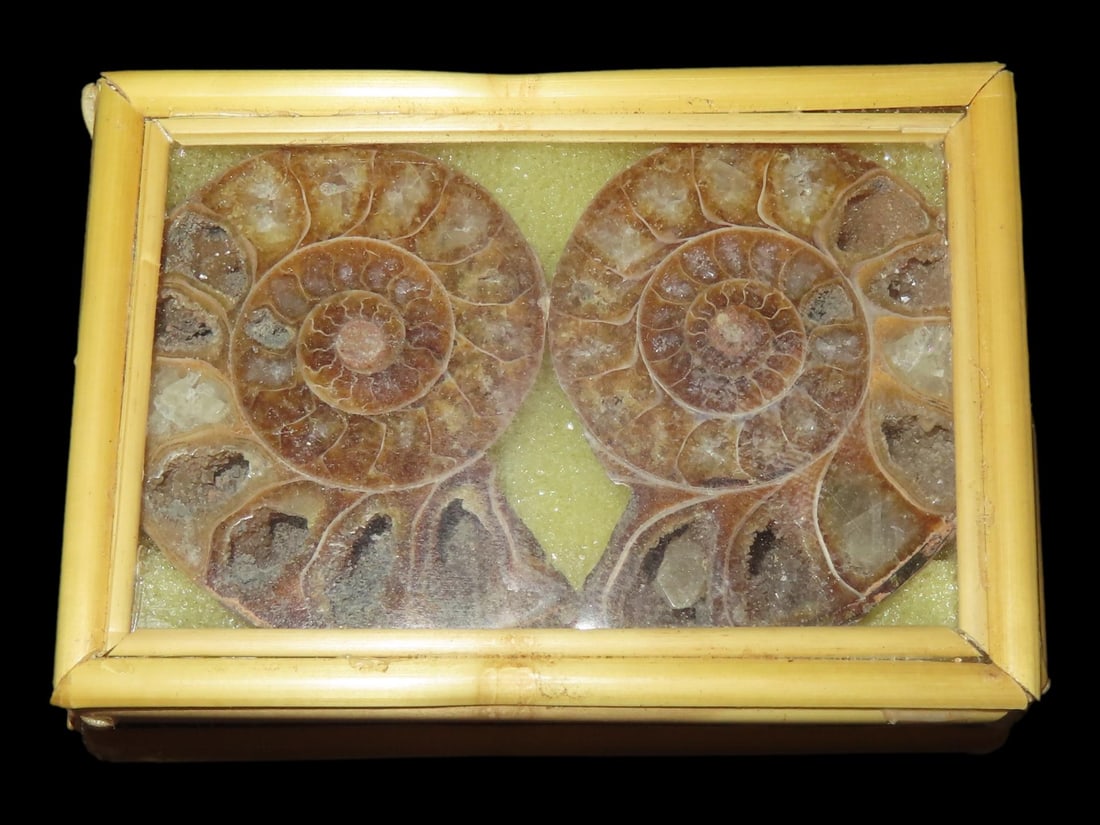 2 3/4?? x 2?? Fossil Ammonite, Sliced and Polished Segments from Madagascar: 2 3/4” x 2” Fossil Ammonite, Sliced and Polished Segments from Madagascar