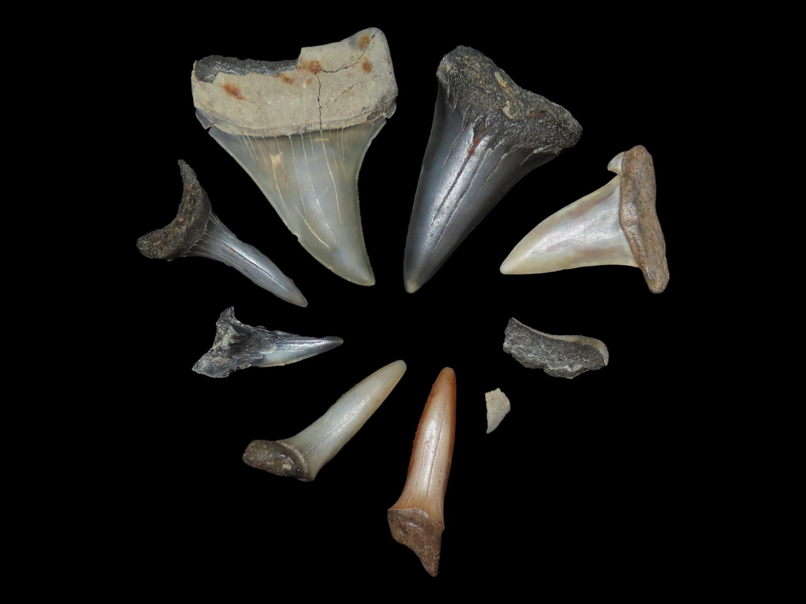 Grouping of Miscellaneous Shark Teeth: Grouping of Miscellaneous Shark Teeth