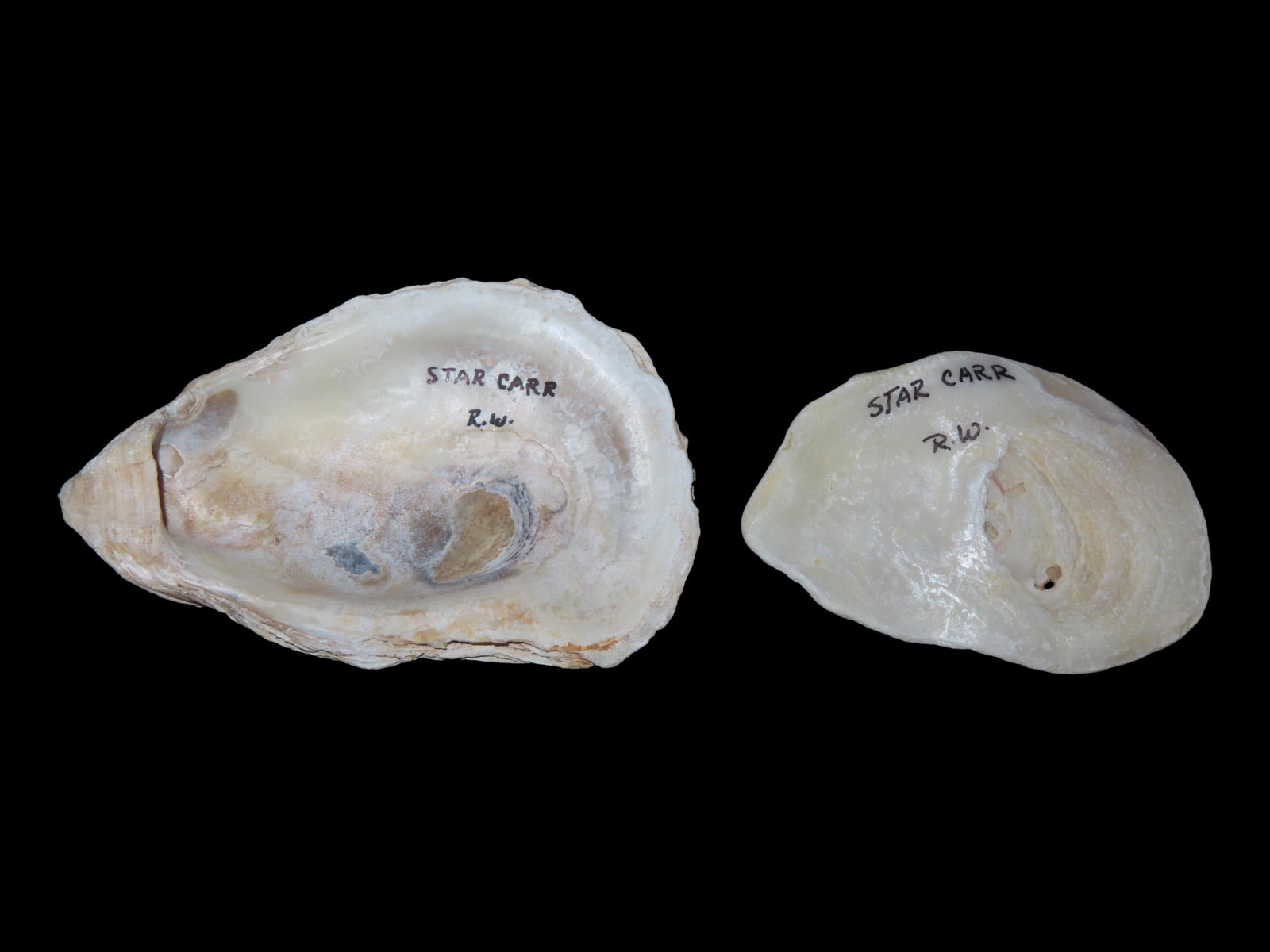 Oyster Shells, Mesolithic, Star Carr, Info Card Included: Oyster Shells, Mesolithic, Star Carr, Info Card Included