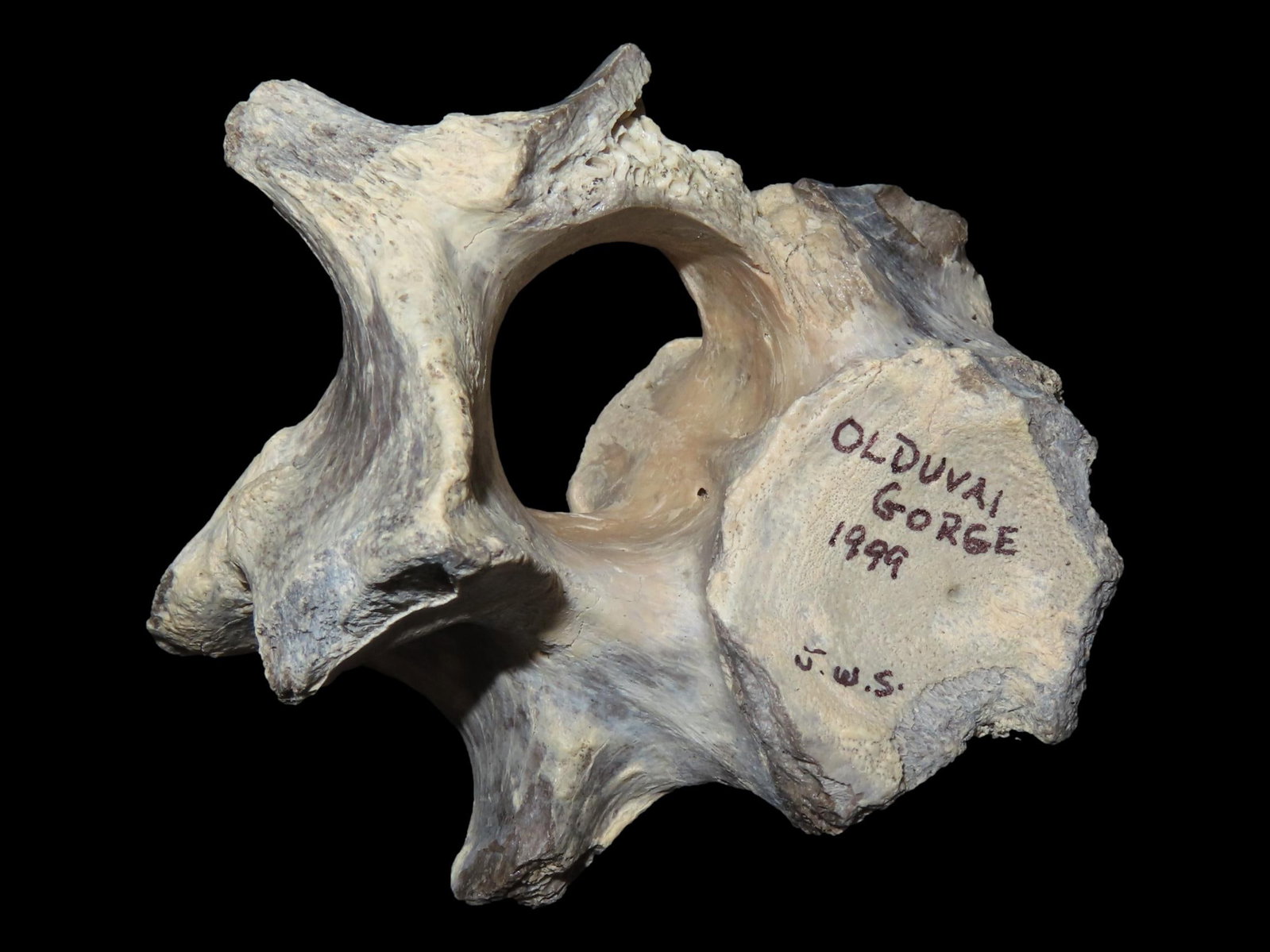 Fossilized Vertebra, Found in Olduvai Gorge, 1999: Fossilized Vertebra, Found in Olduvai Gorge, 1999