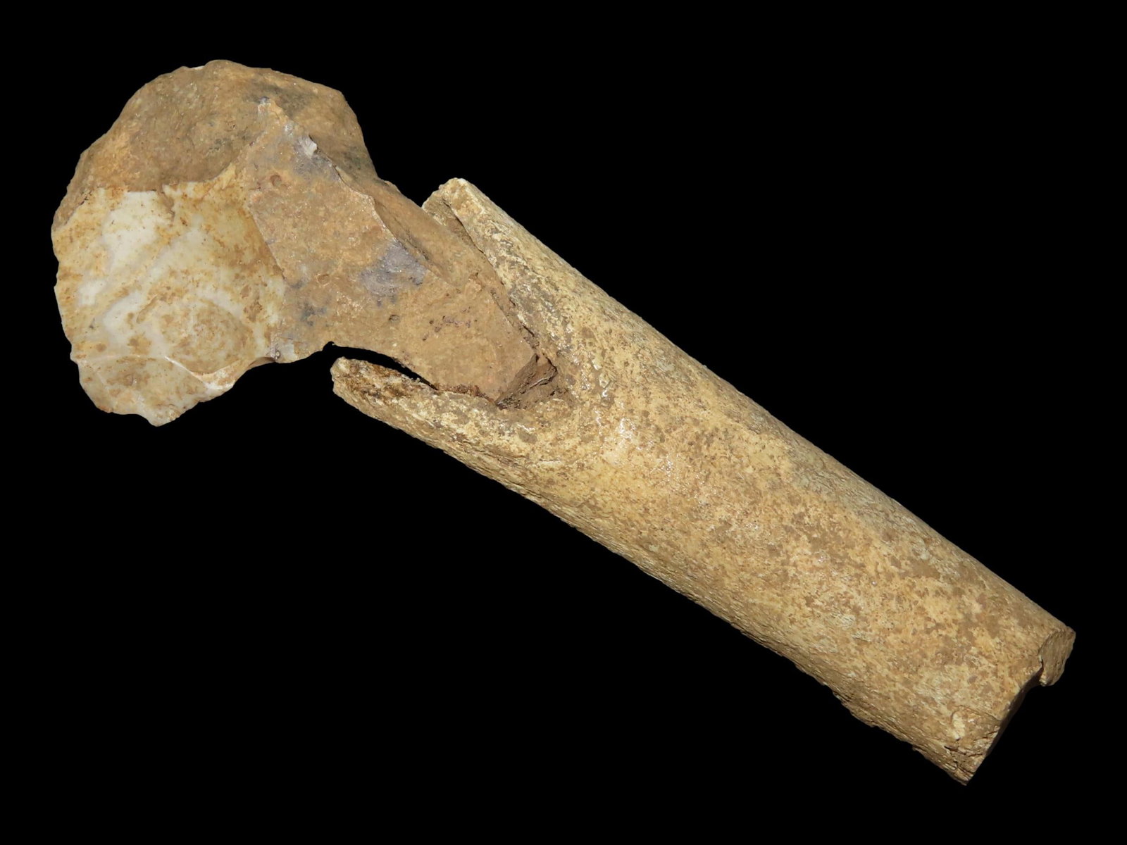 Bone Hafted Implement, Neolithic Period, North Africa (1 of 8)