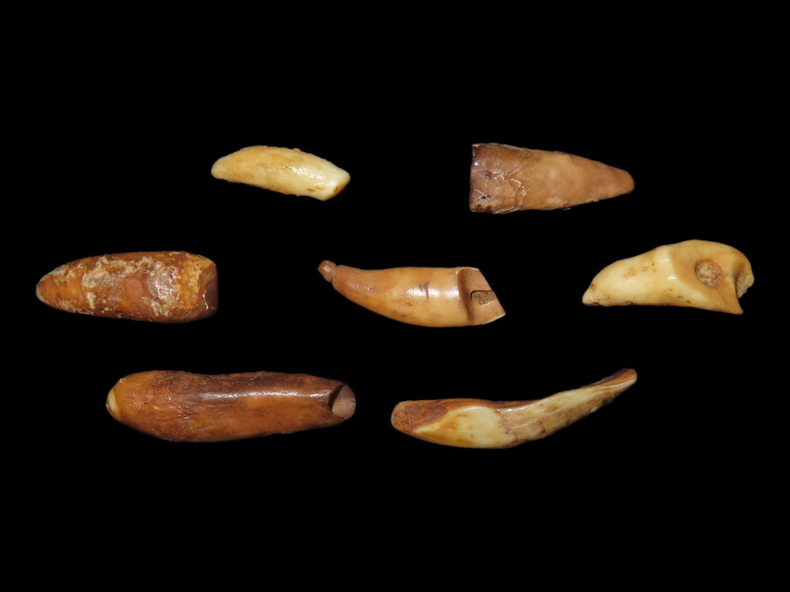 Drilled Teeth, Eskimo, Teller, Alaska (1 of 7)
