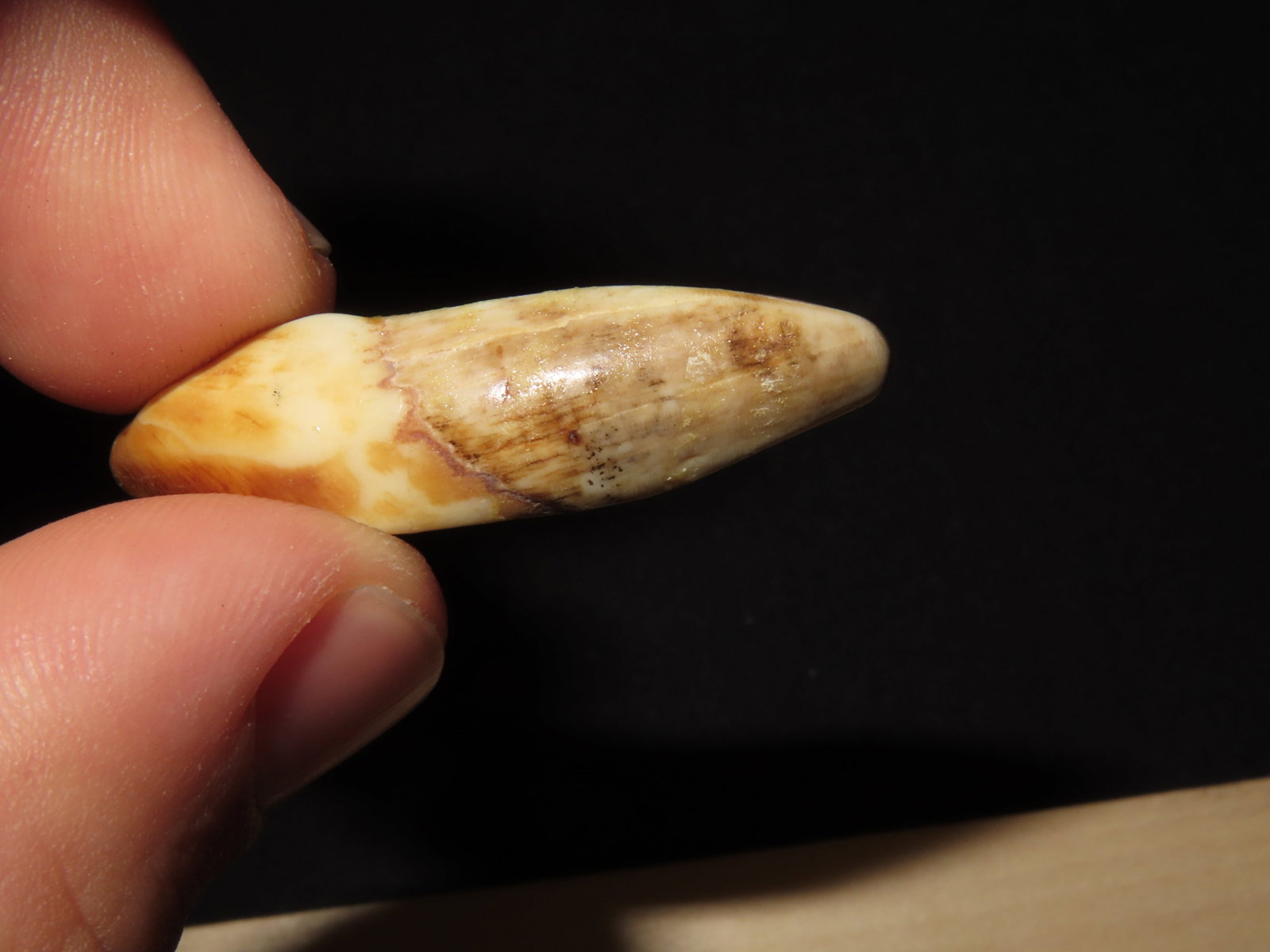 Drilled Teeth, Eskimo, Teller, Alaska - 4