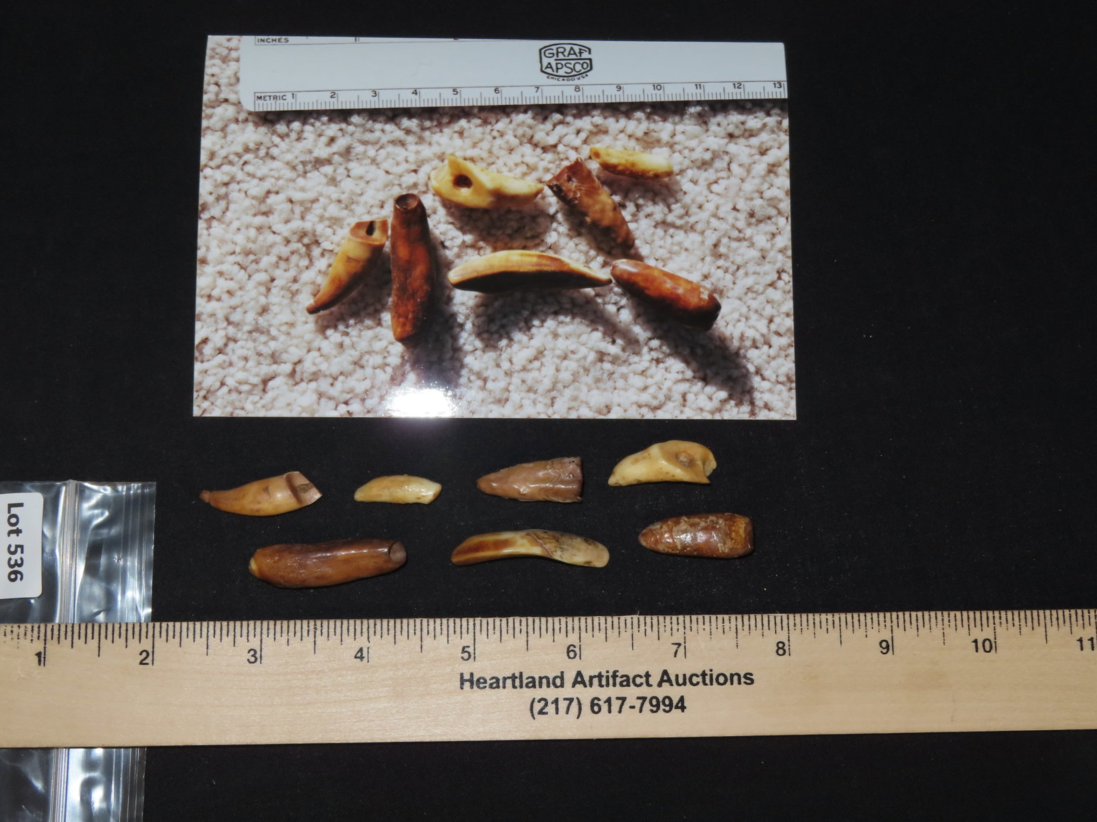 Drilled Teeth, Eskimo, Teller, Alaska - 7