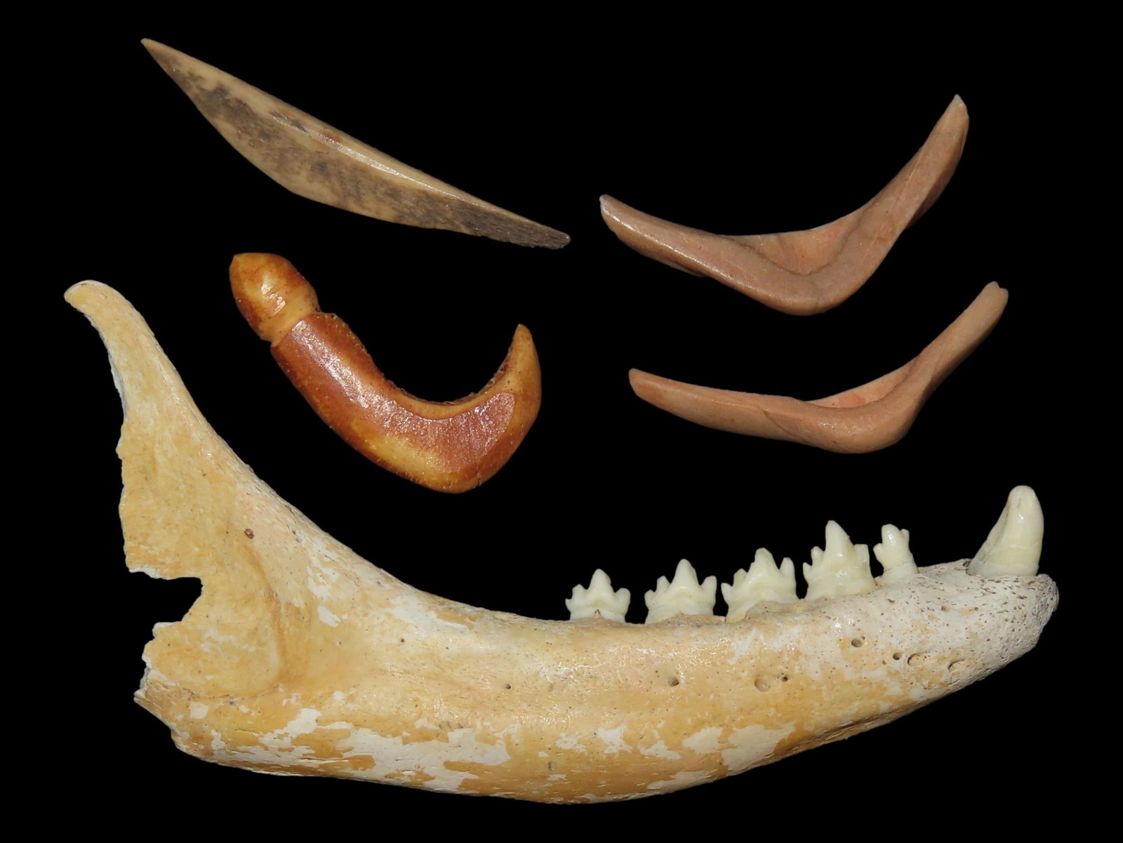 Lower Jaw, Fish Hook and Two Other Tools/Artifacts, Bering Sea, Alaska (1 of 8)