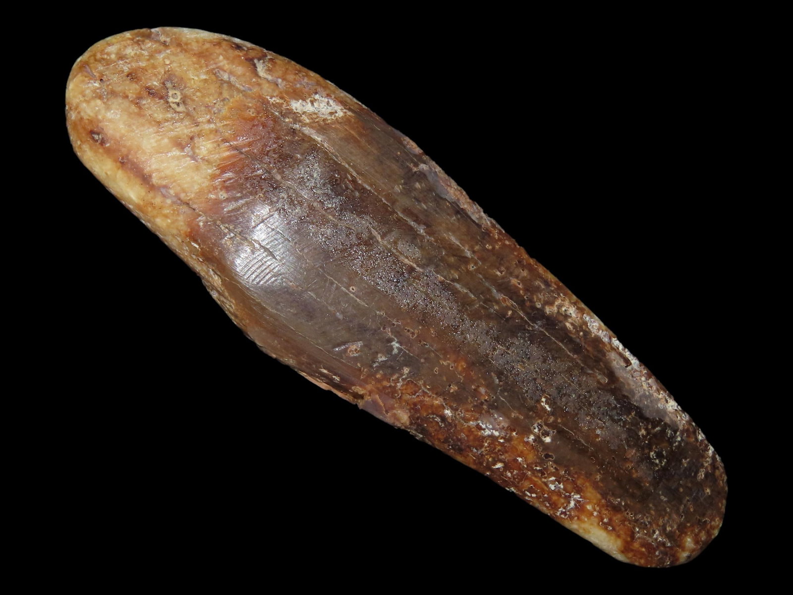 Eskimo Tooth from Shaman, St. Michael, Bering Sea, Alaska (1 of 7)