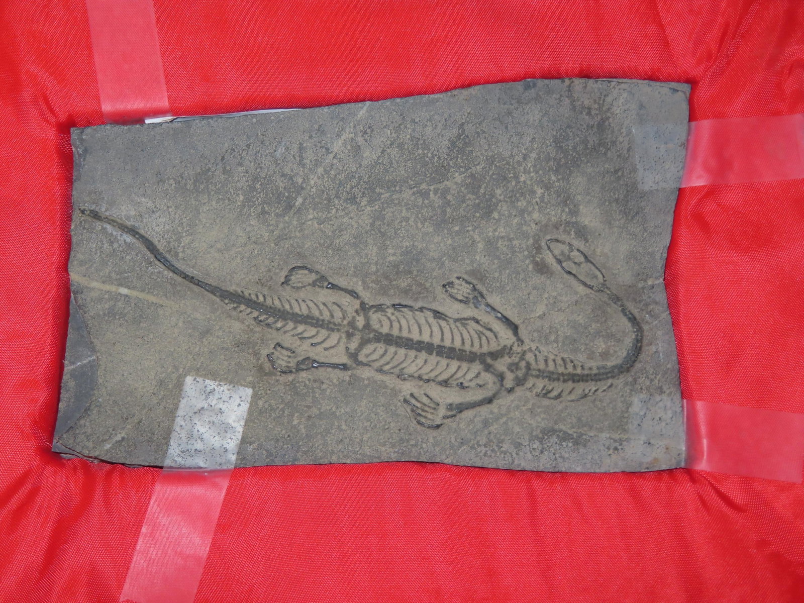 10" x 8" Box with a Keichousaurus Marine Reptile, Late Triassic Period, Found in Guizhou Province, (1 of 6)