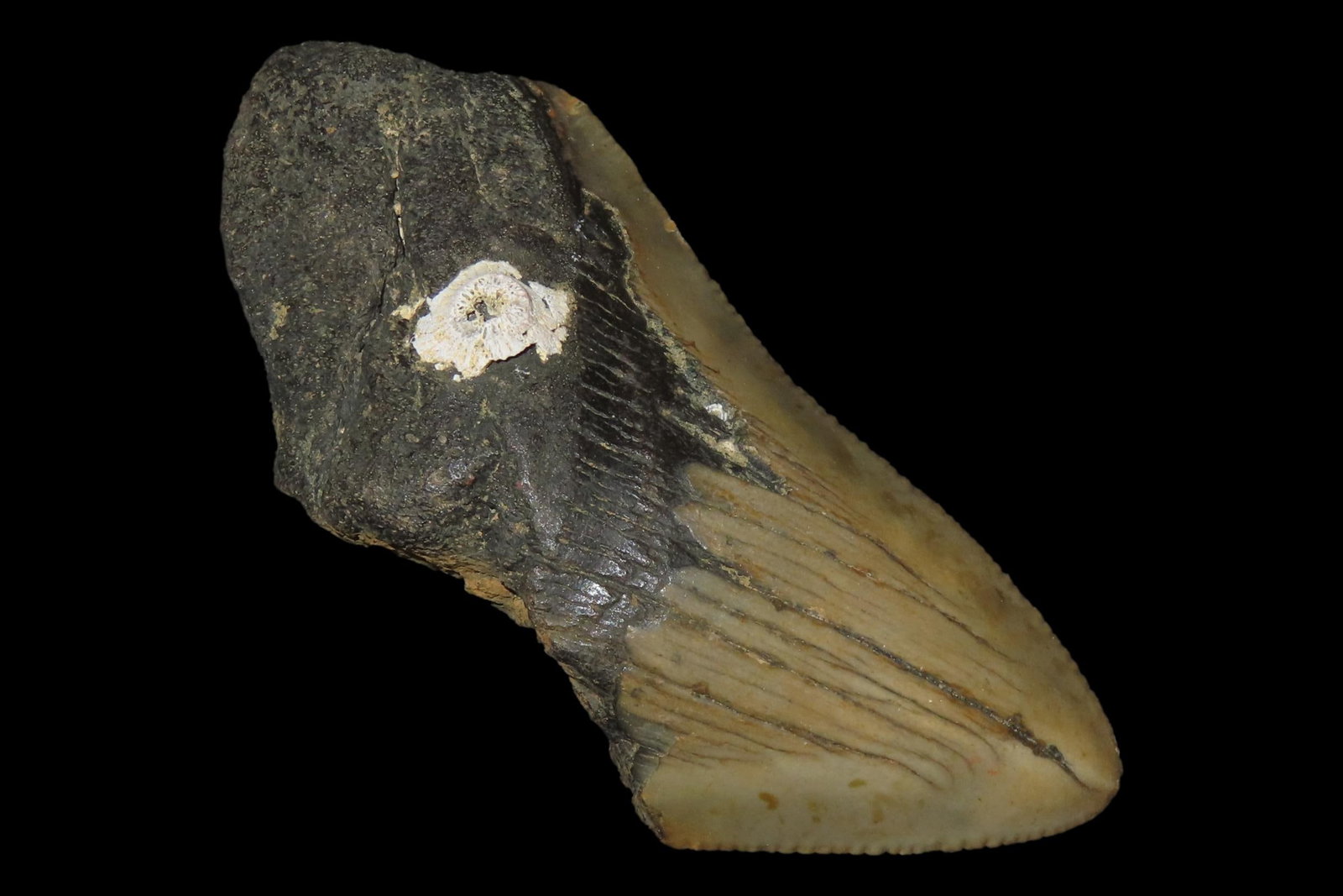 Megalodon Shark Tooth Fossil, Found in Florida (1 of 5)