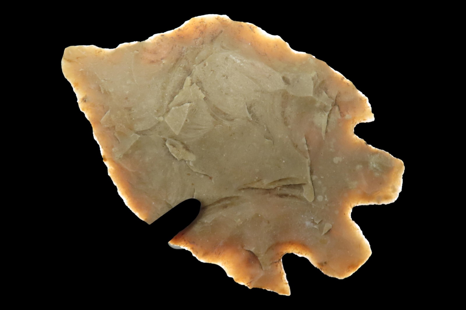 Amazing 2 7/16" Texas Bucktooth Montell found in Gillespie County, TX. Very thin & Translucent (1 of 6)