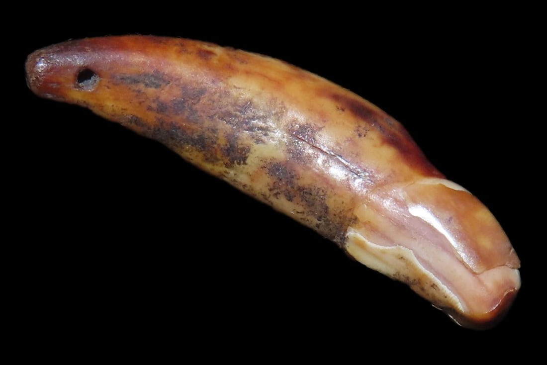 Nice Anciently Drilled Wolf Canine Tooth Pendant found in Alaska. Old Alaskan Eskimo Artifact. (1 of 6)