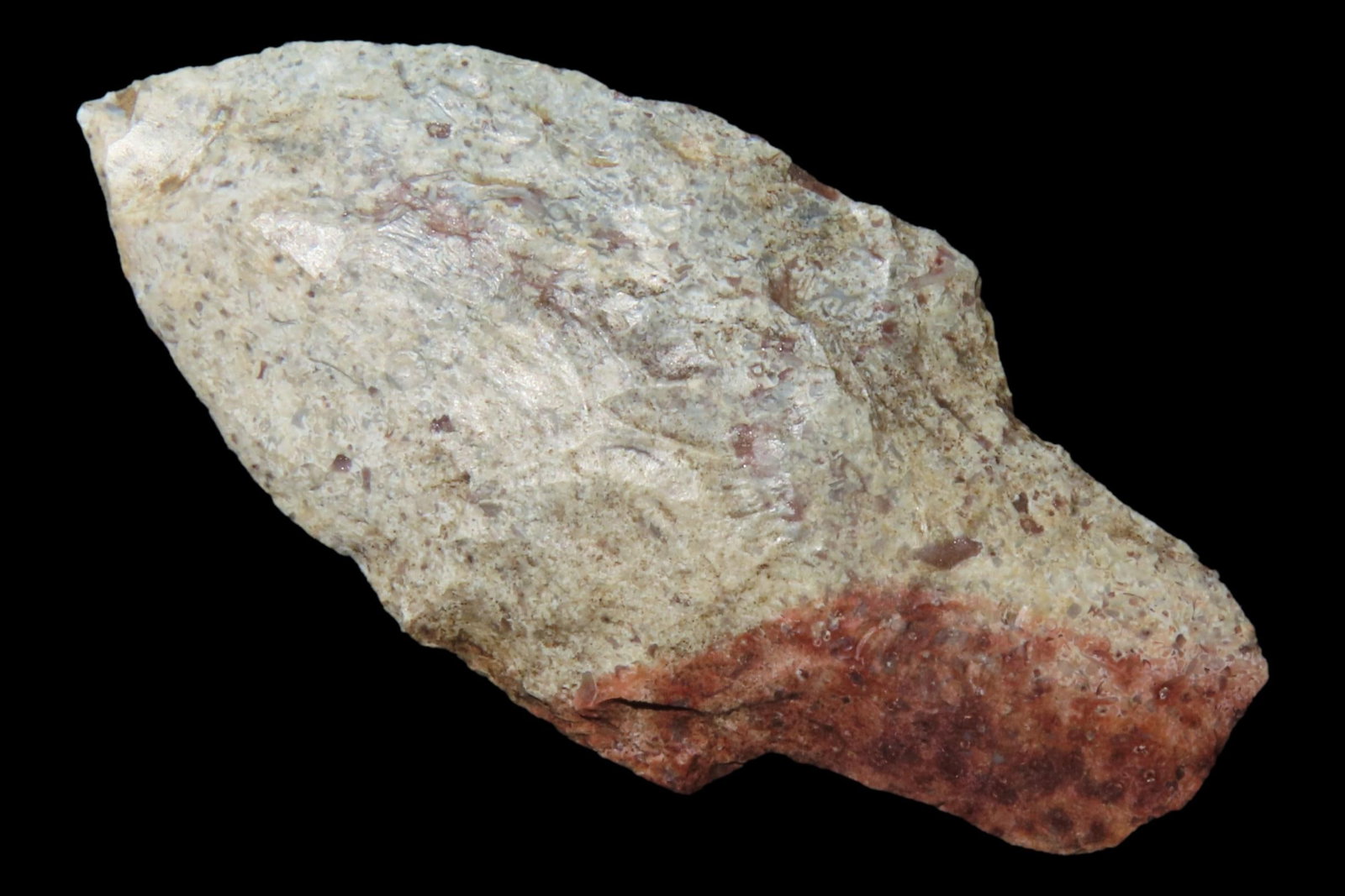 Colorful River Stained 2 1/8" Florida Adena found in Pinellas County, FL. Ex Brian Boles Collection. (1 of 6)