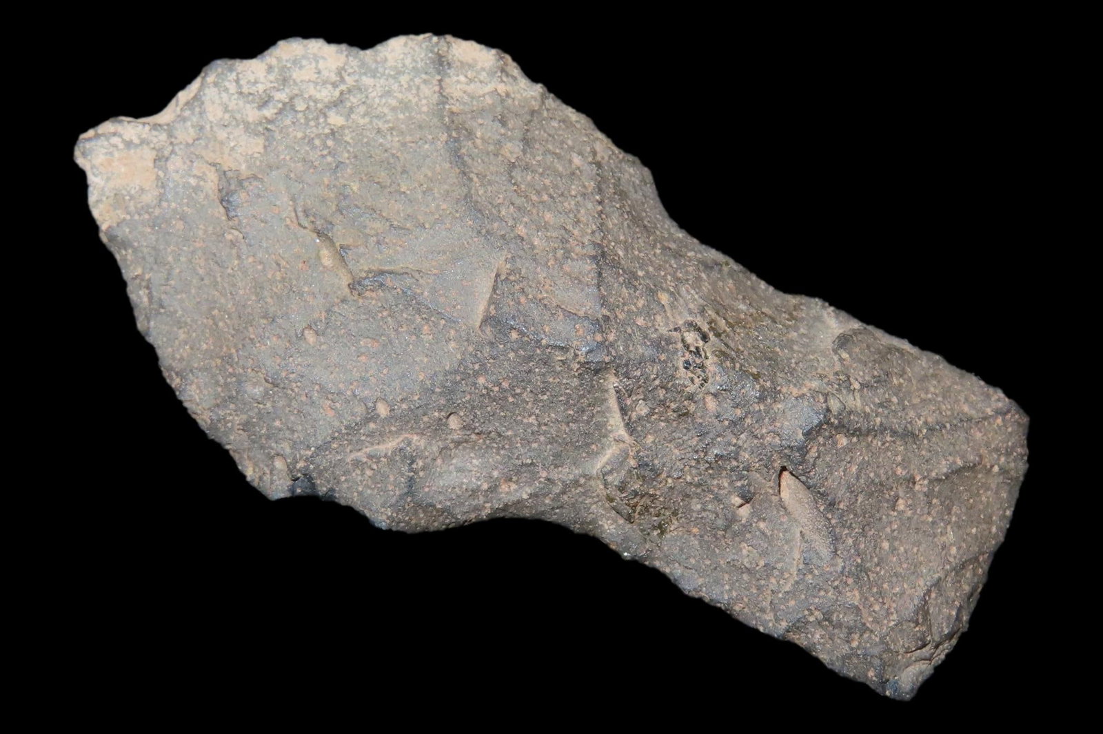2 1/16" Alberta found in Beaverhead Co., Montana. Motley COA. Great rare example, well patinated and (1 of 7)