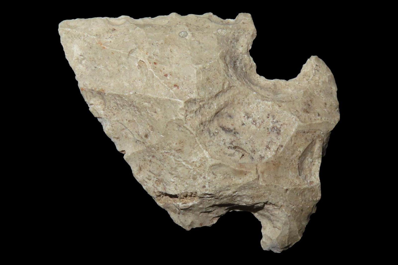 Nice Florida Bolen Bevel Edgefield Scraper found in Madison County, FL. Ex Brian Boles Collection. (1 of 6)