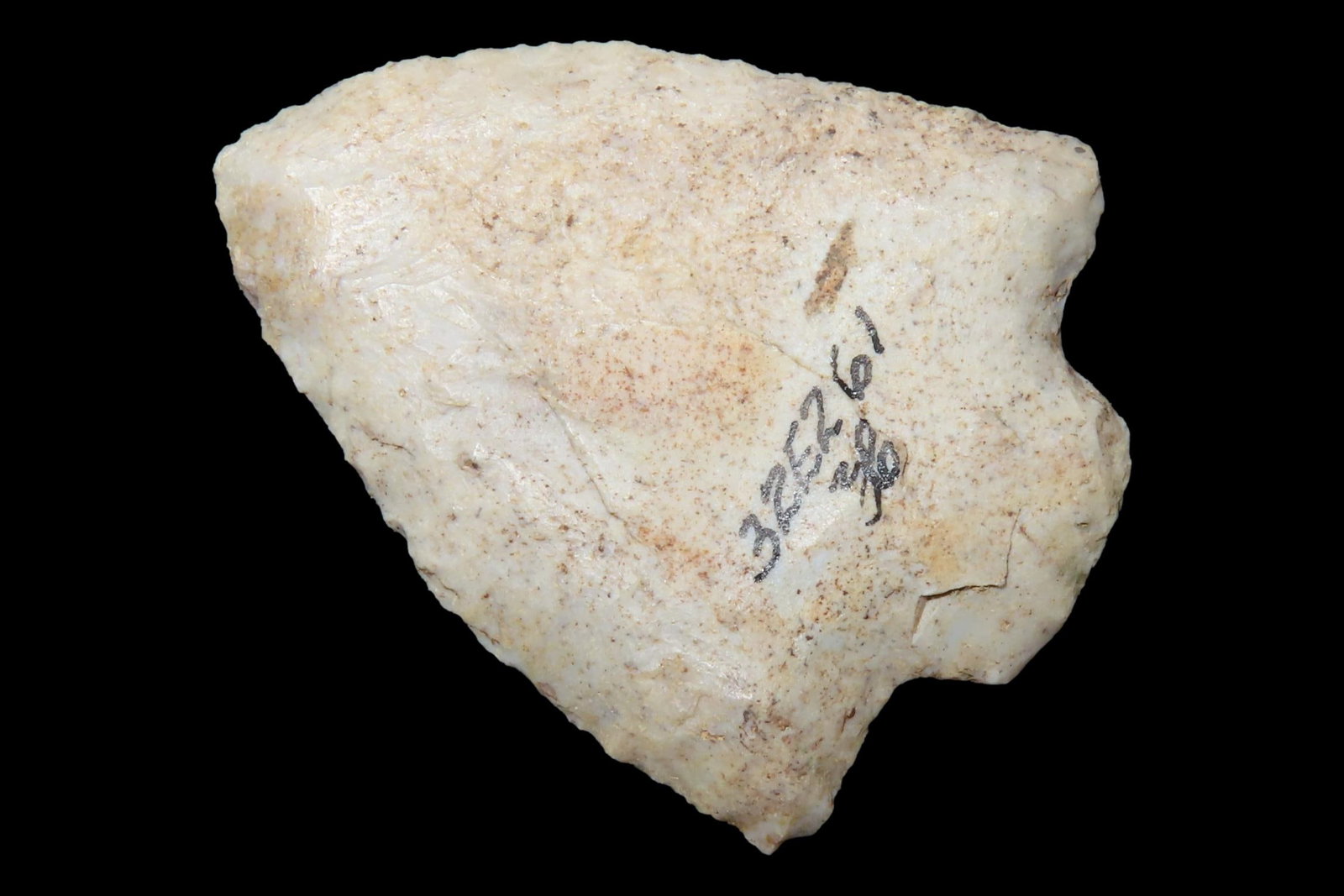 Amazing 1 7/8" Florida Marion found in Pasco County, FL. Ex Brian Boles Collection. Deep South (1 of 8)