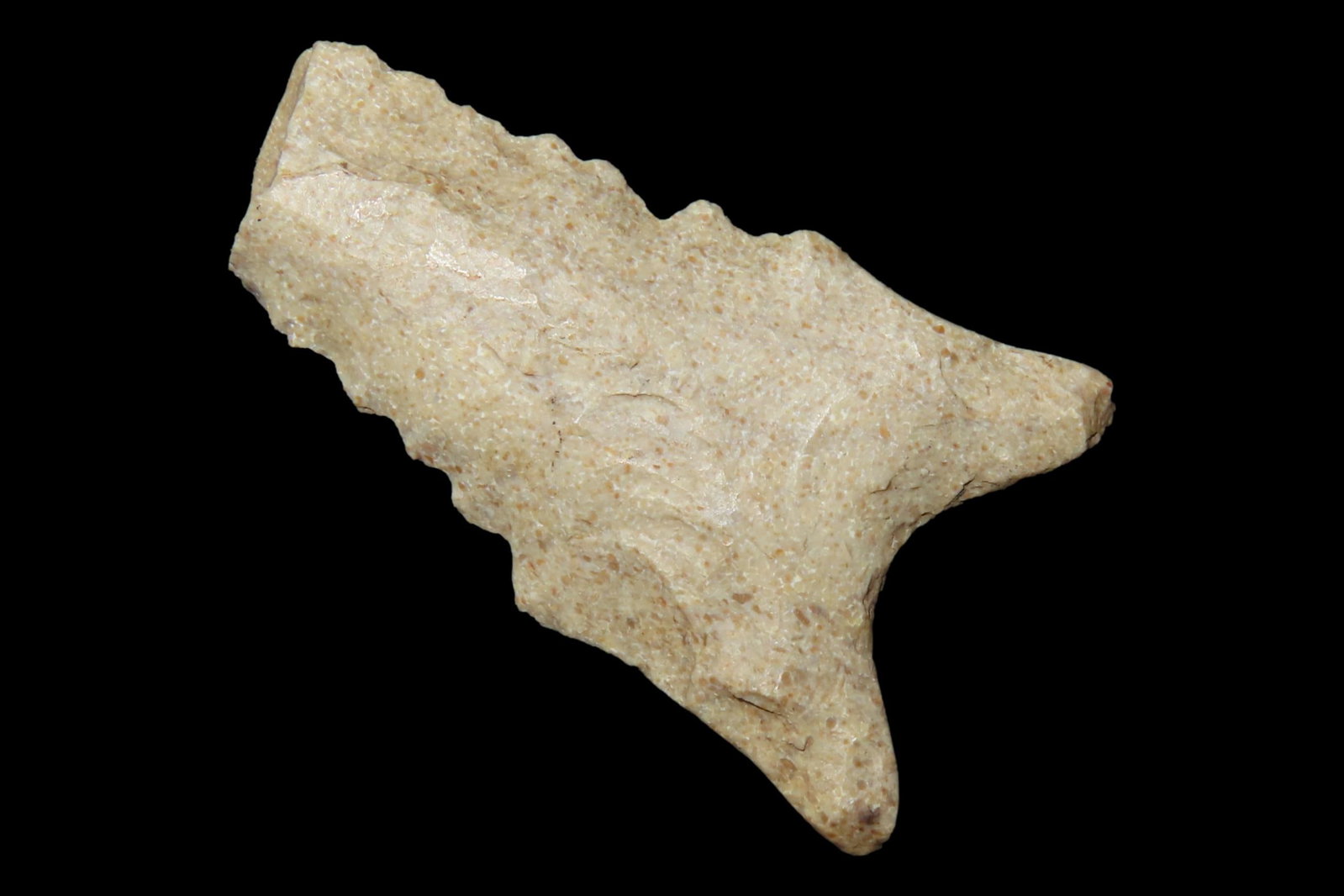 Nice 1 7/8" Heartbreaker Serrated Dalton found in Northern Arkansas. Ex Joey Ellis Collection. (1 of 5)