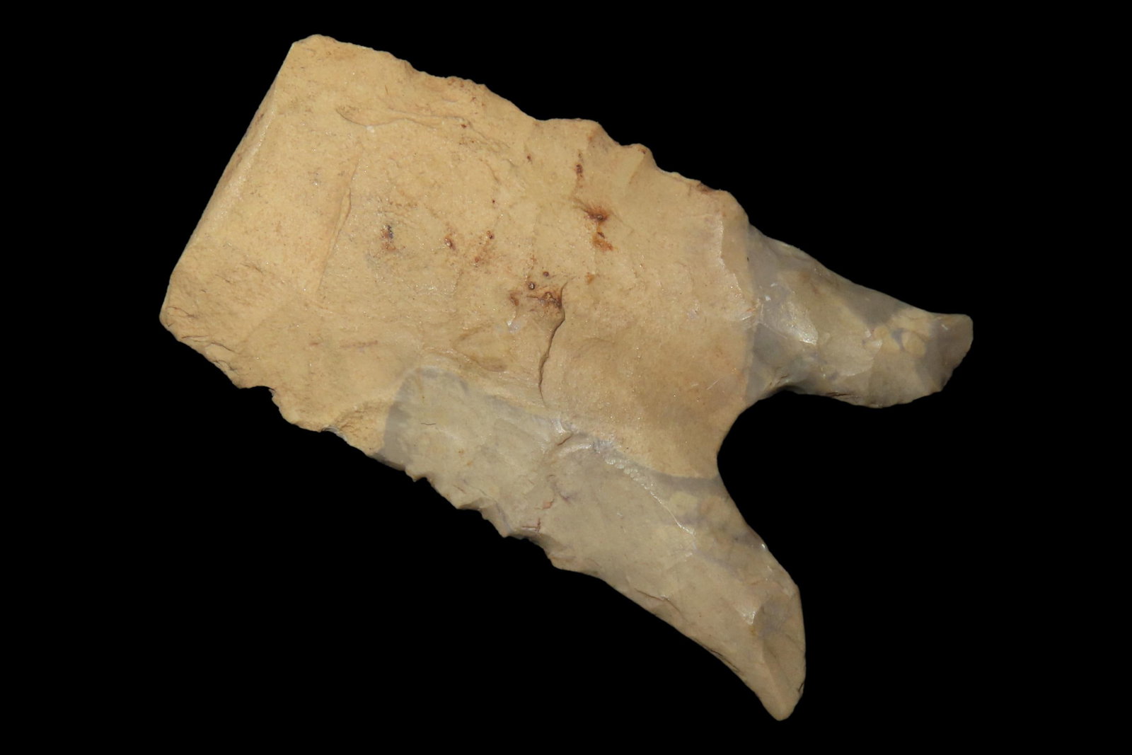 Incredible 1 15/16" Heartbreaker Serrated Dalton found in Northern Arkansas. Ex Joey Ellis (1 of 6)
