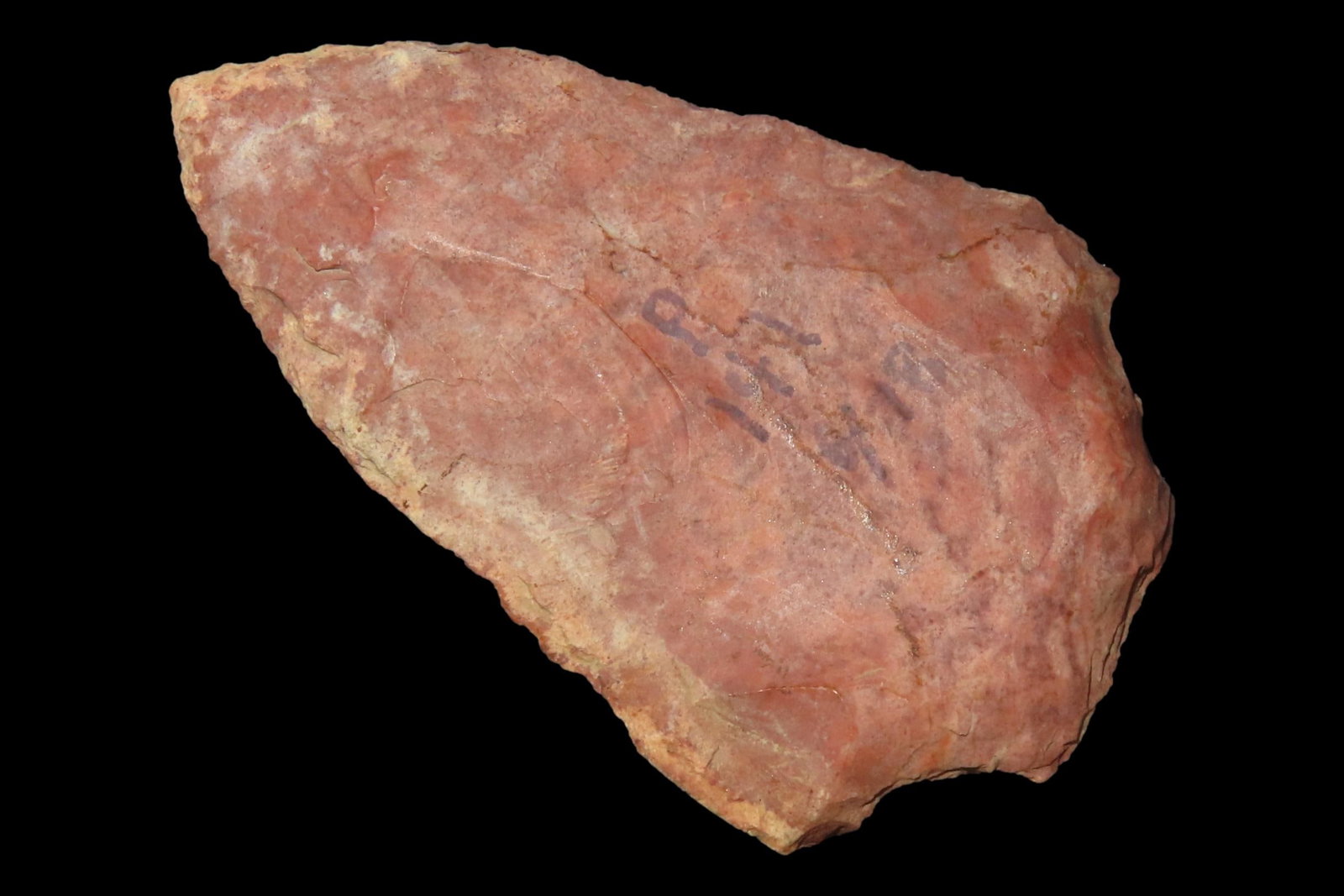 Colorful 2 1/2" Florida Morrow Mountain found in Pasco County, FL. Ex Brian Boles Collection. Deep (1 of 6)