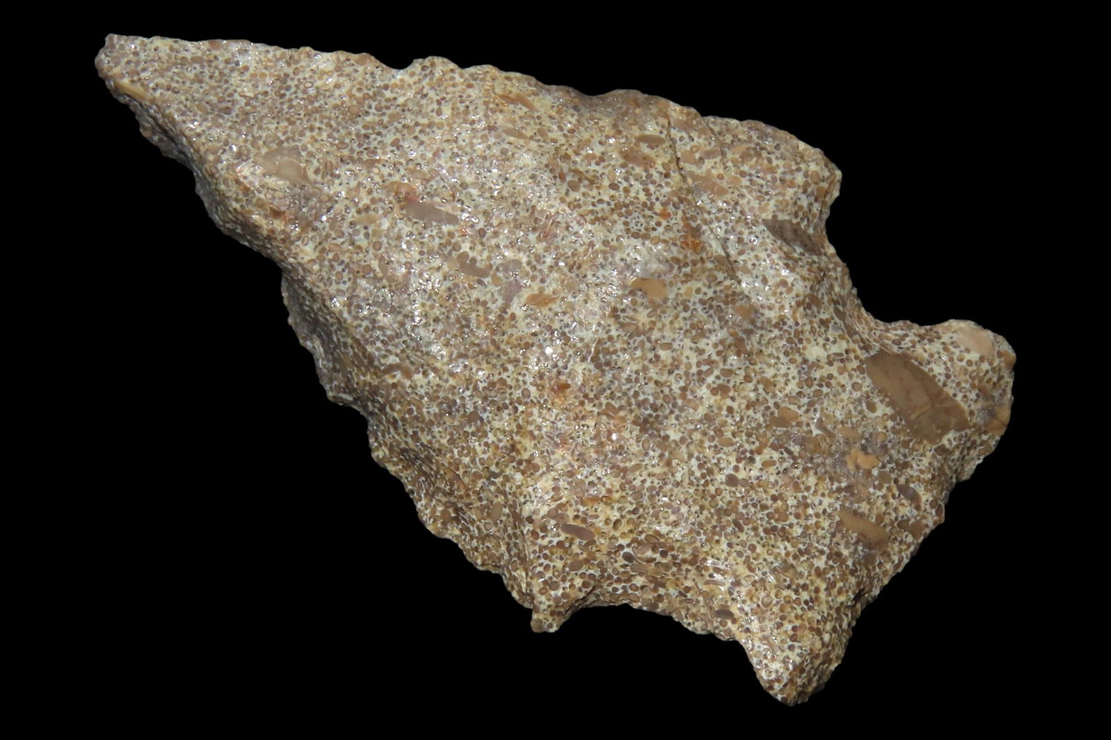 Nice 2 1/8" Florida Bolen Bevel found in Madison County, Fl. Ex Brian Boles Collection. Deep South (1 of 6)