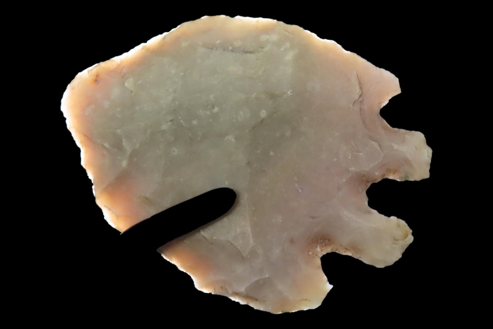 Nice 2 5/16" Texas Bucktooth Montell found in Gillespie County, TX. Classic Example! (1 of 7)
