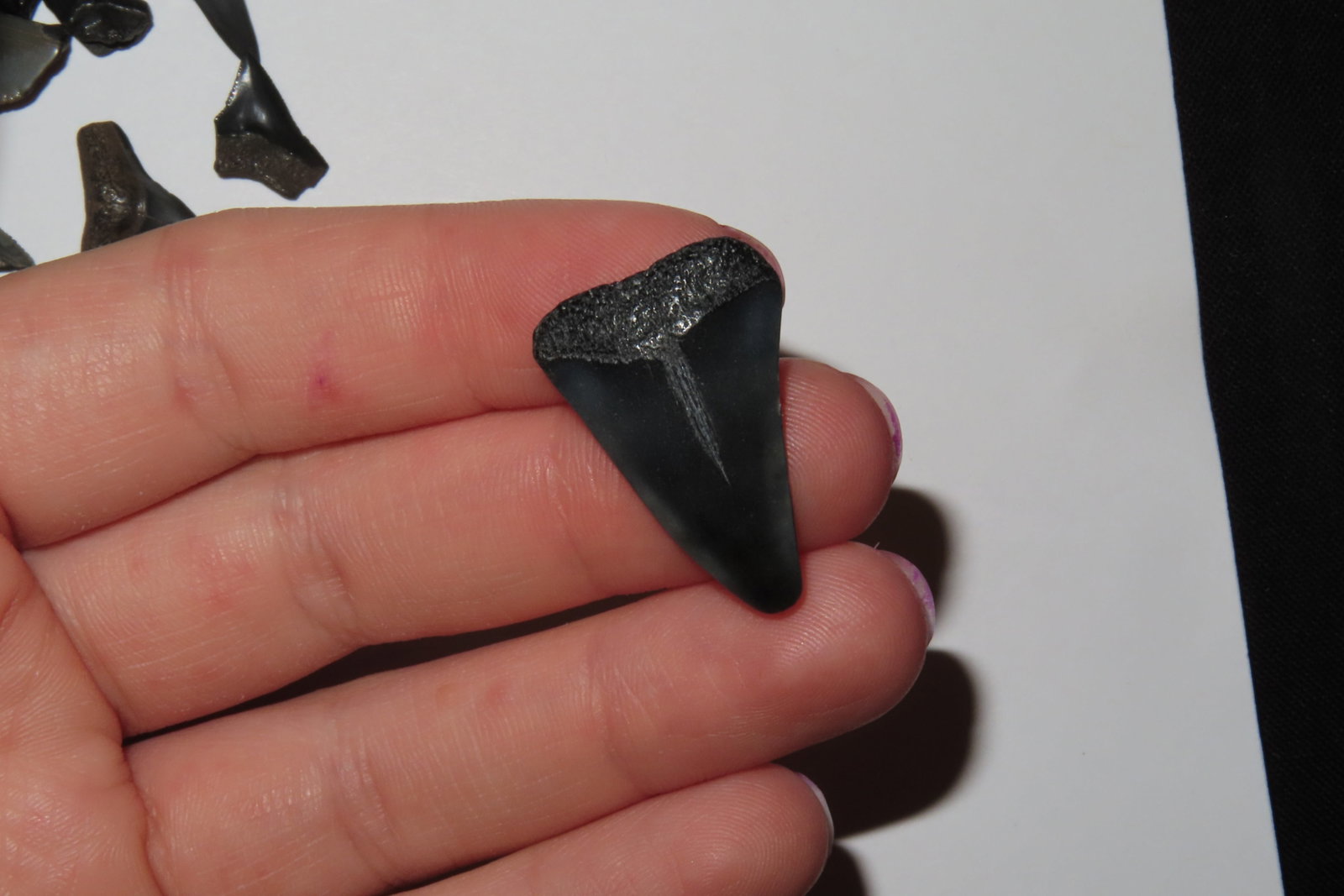 Lot of 200 Sharks Teeth found in Florida with Identification Card. Sand Shark, Tiger Shark, Lemon (1 of 5)