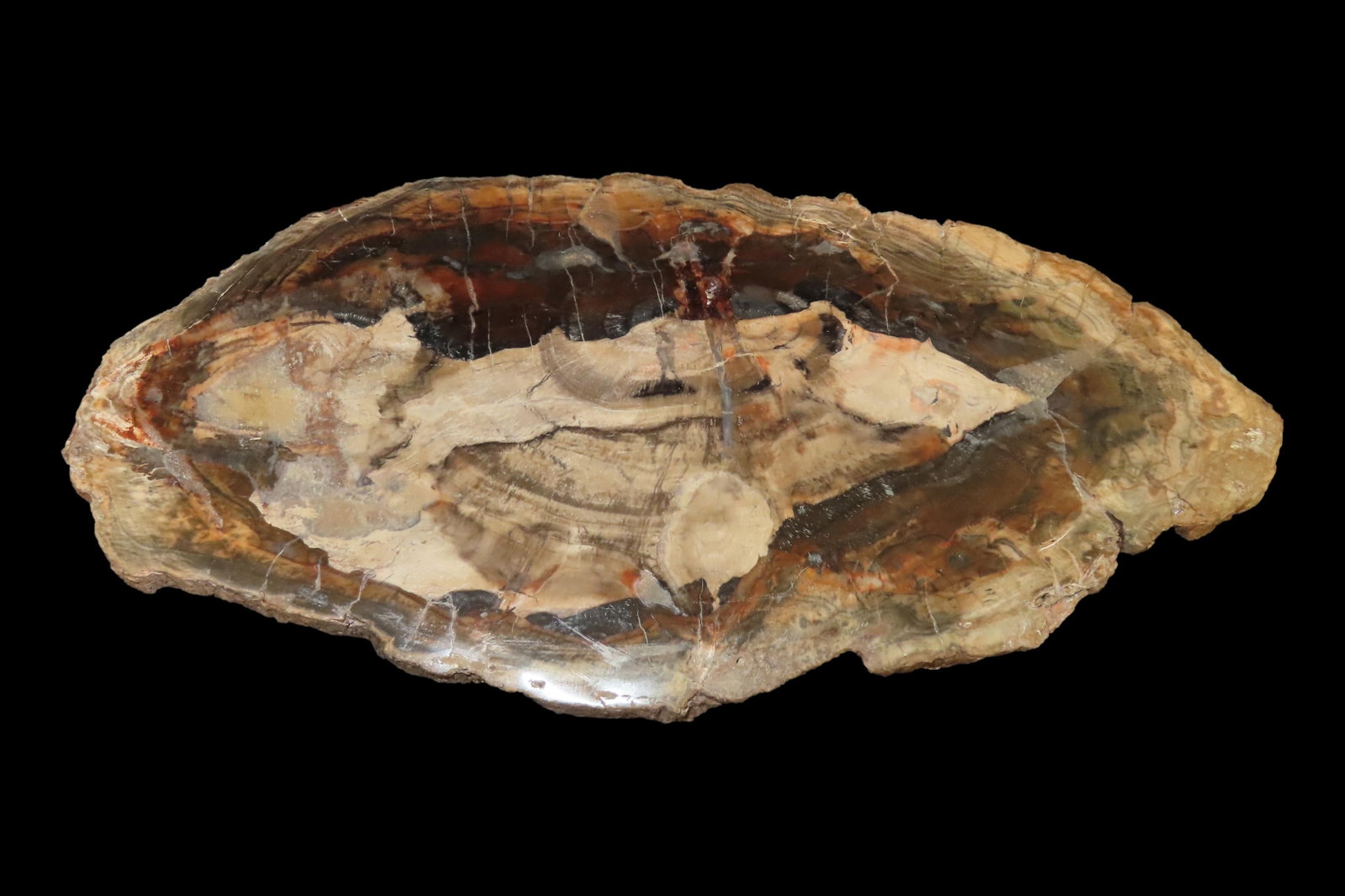 Large Colorful Polished Slab of Petrifeid Wood. Fully Polished on Both Sides, Beautiful Colorful (1 of 4)