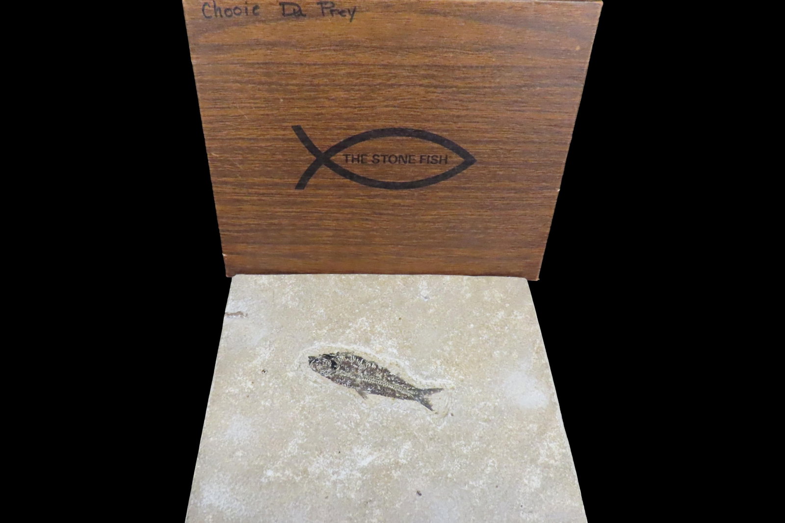 Impressive Huge 10 1/2" Detailed Fish Fossil (Diplomystus) from the Green River Formation in: Impressive Huge 10 1/2" Detailed Fish Fossil (Diplomystus) from the Green River Formation in Wyoming, 50 Million Years old! Amazing High Grade Example!