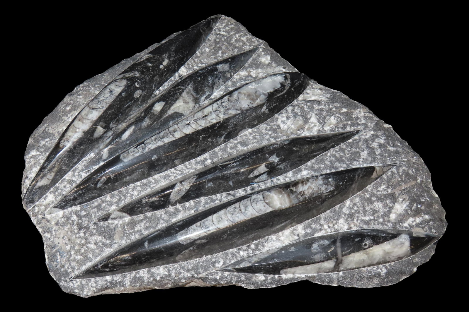 HUGE 11 1/2" Polished Orthoceras Fossil Plate. Amazing Display Specimen. 200-500 Million Years Old, (1 of 4)
