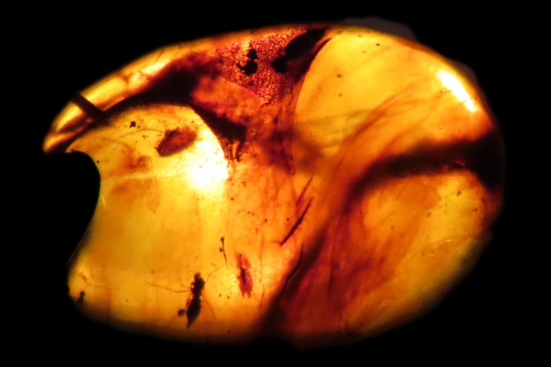 Fossil Amber with Multiple Encased Insects, Great Specimen with Easily Visible Bugs. 100 Million: Fossil Amber with Multiple Encased Insects, Great Specimen with Easily Visible Bugs. 100 Million Years Old, from the Hukawng Valley, Burma-Myanmar. Burnite. Burmese Amber.