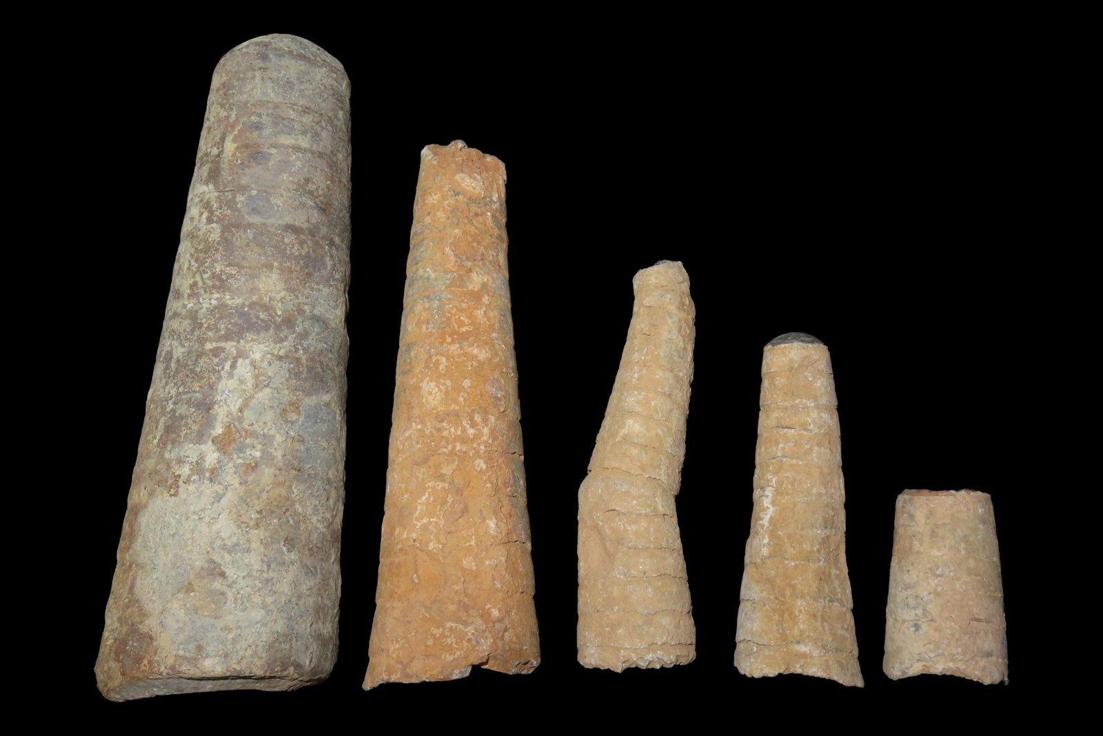 Lot of Very Large Orthoceras Cephalopod Fossils, Great Examples! (1 of 8)