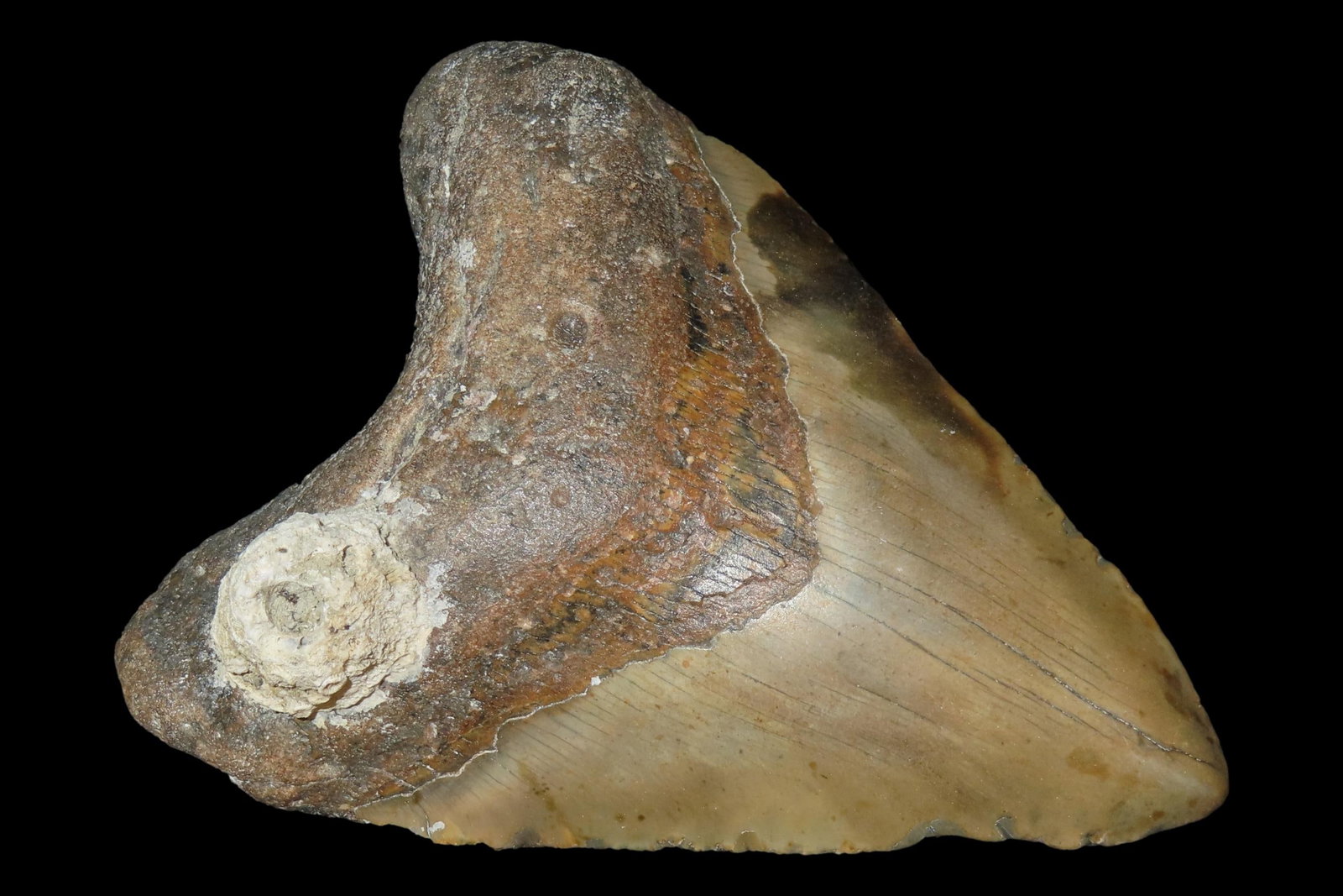 Impressive 5 1/2" Megalodon Shark Tooth, 2.5-23 Million Year Old Fossil found off the coast of the: Impressive 5 1/2" Megalodon Shark Tooth, 2.5-23 Million Year Old Fossil found off the coast of the Carolinas. No Repair, No Resto, No Polishing. Great Example!