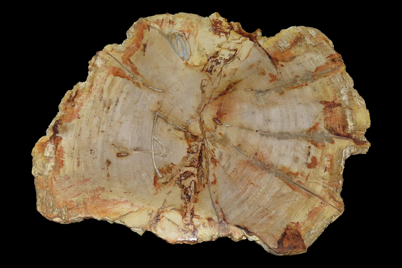 HUGE Colorful Polished Slab of Petrifeid Wood. Fully Polished on Both Sides, Beautiful Colorful (1 of 5)