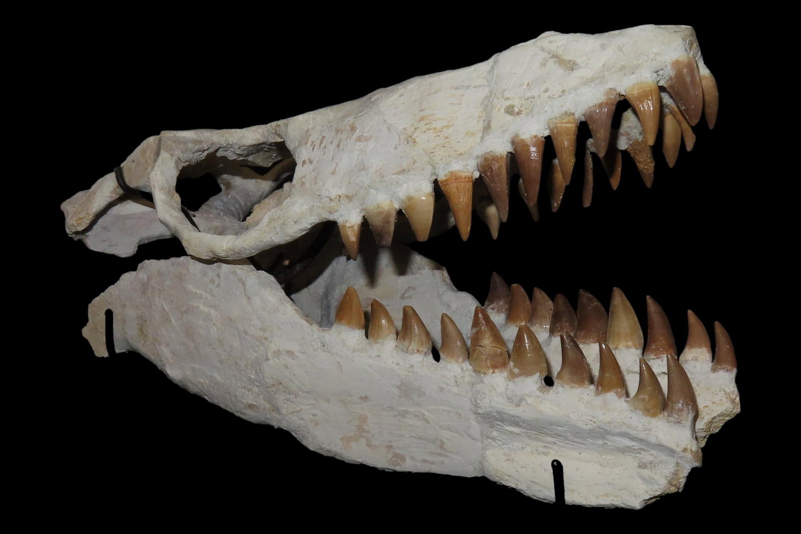 Incredible Mosasaur Dinosaur Fossil Skull, Cretaceous, Circa 80-70 Million Years Old. Northern (1 of 7)