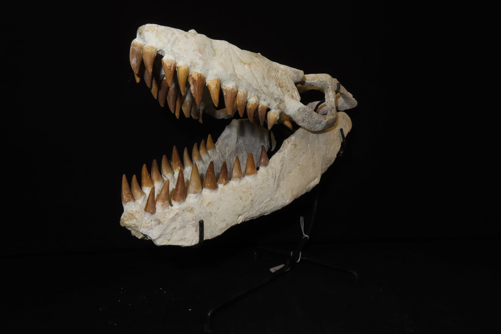Incredible Mosasaur / Dinosaur Fossil Skull, Cretaceous, Circa 80-70 Million Years Old, Northern Afr - 2