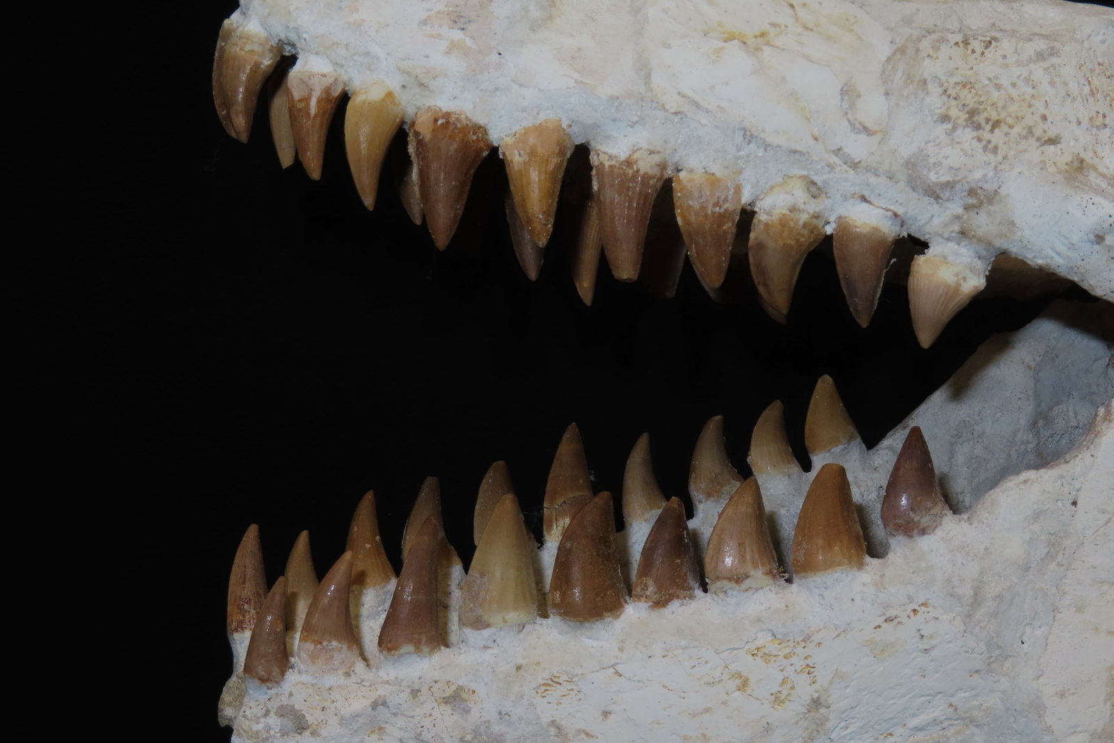 Incredible Mosasaur / Dinosaur Fossil Skull, Cretaceous, Circa 80-70 Million Years Old, Northern Afr - 3