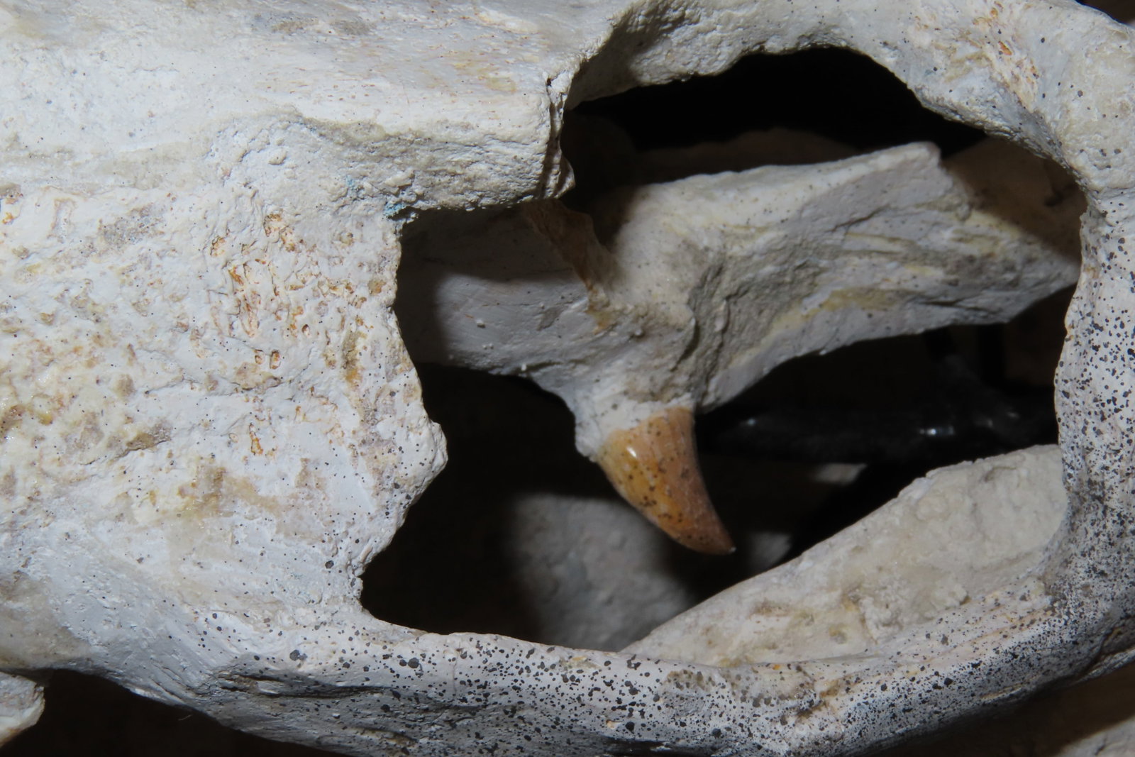 Incredible Mosasaur / Dinosaur Fossil Skull, Cretaceous, Circa 80-70 Million Years Old, Northern Afr - 4
