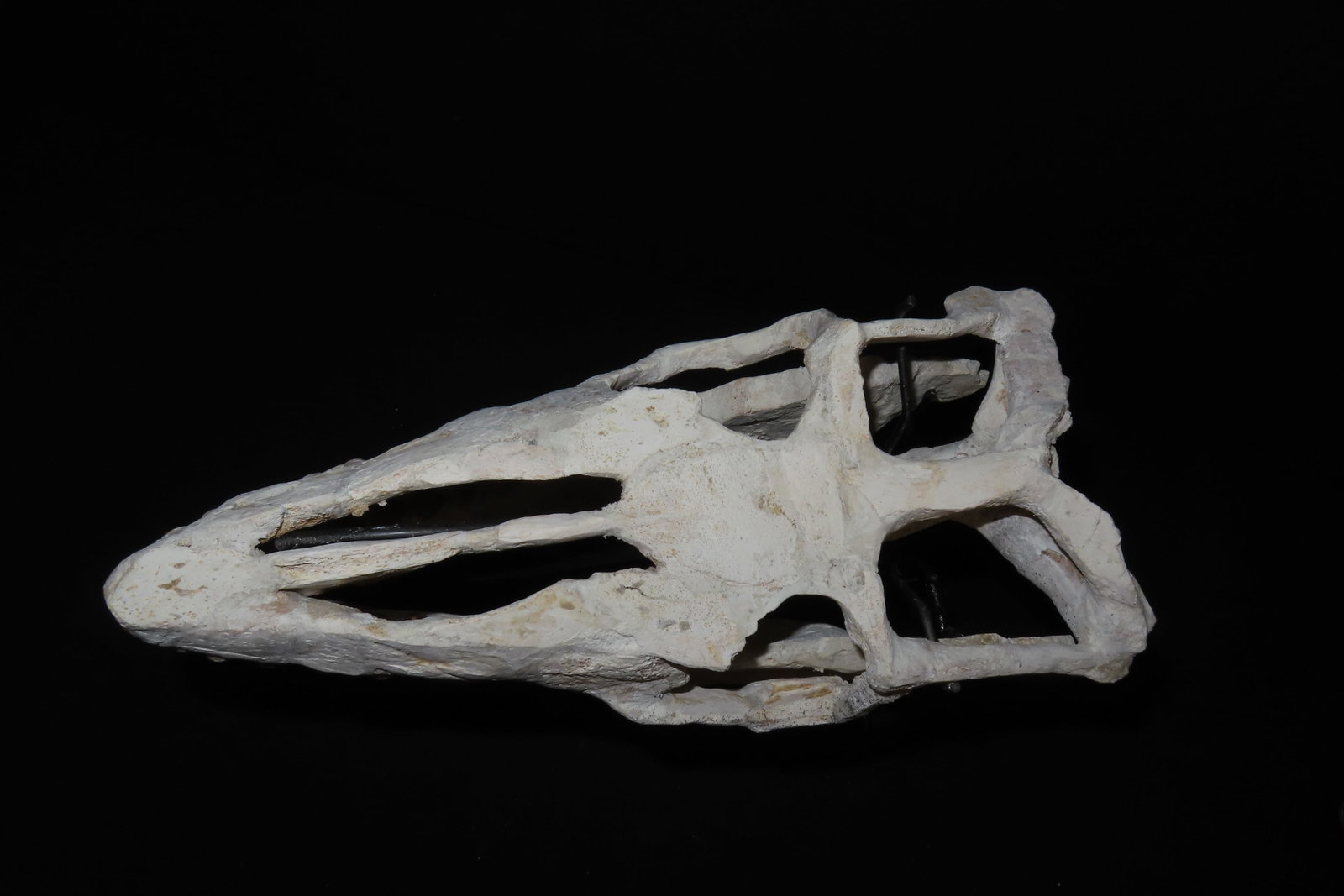 Incredible Mosasaur / Dinosaur Fossil Skull, Cretaceous, Circa 80-70 Million Years Old, Northern Afr - 5