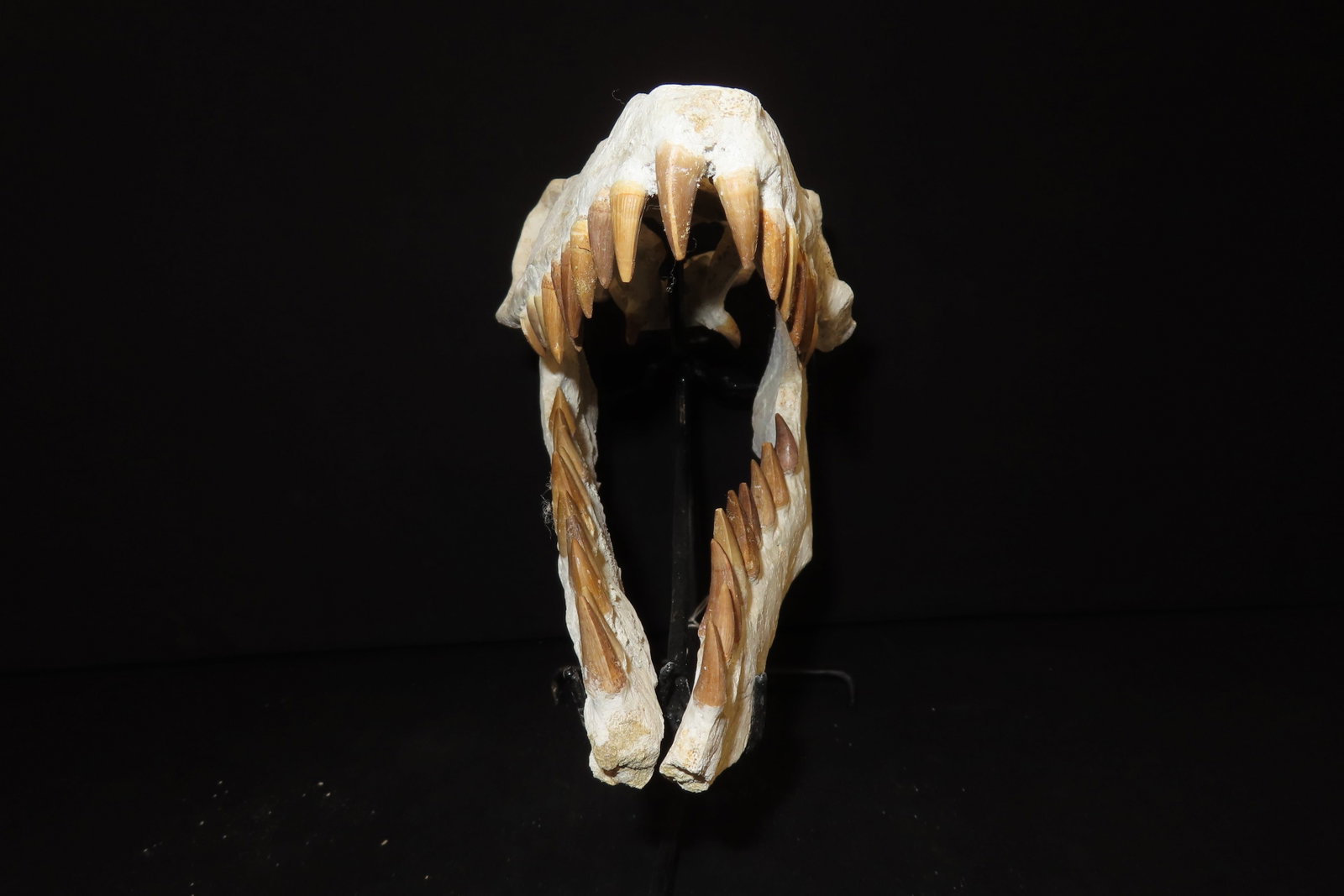 Incredible Mosasaur / Dinosaur Fossil Skull, Cretaceous, Circa 80-70 Million Years Old, Northern Afr - 6