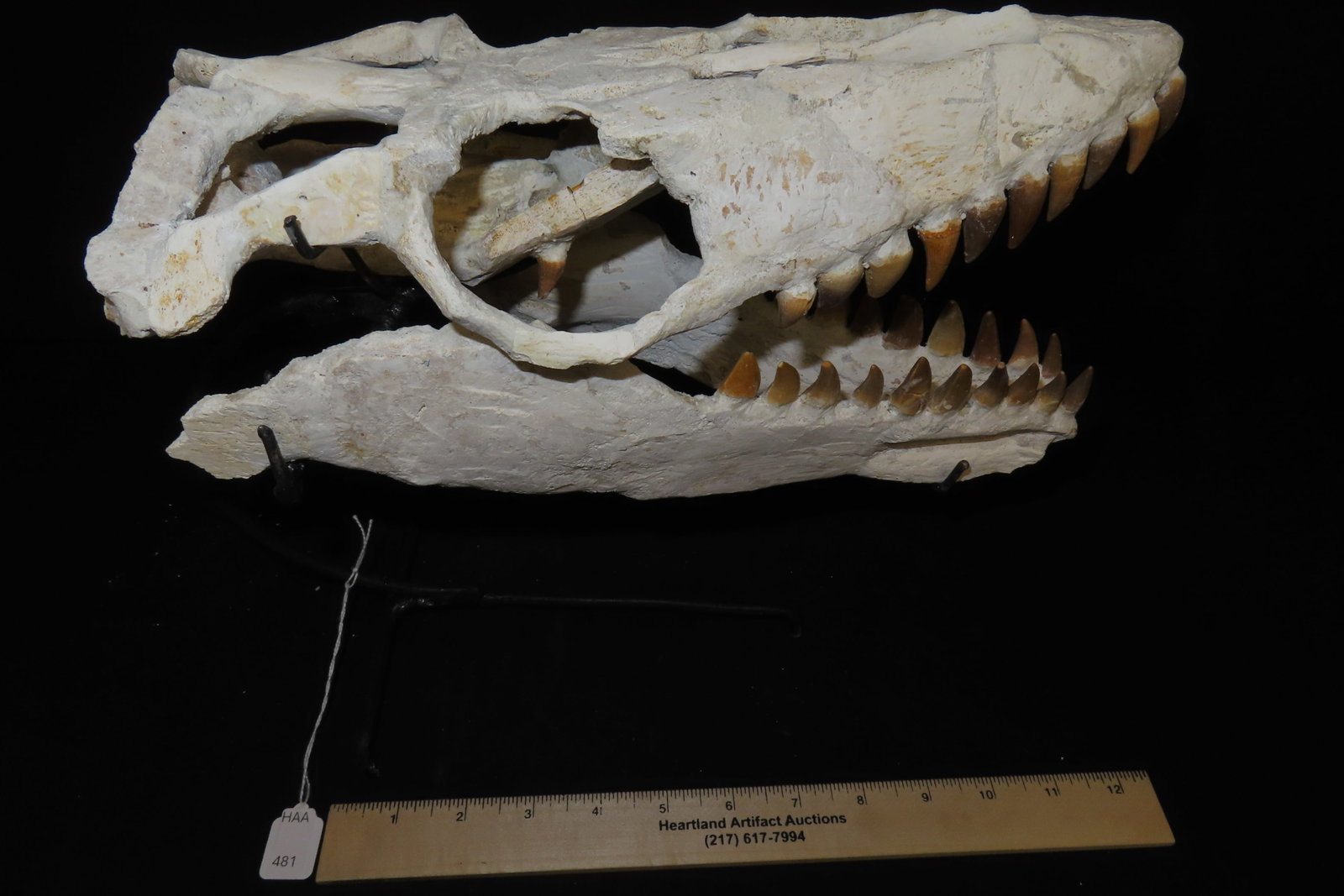 Incredible Mosasaur / Dinosaur Fossil Skull, Cretaceous, Circa 80-70 Million Years Old, Northern Afr - 7