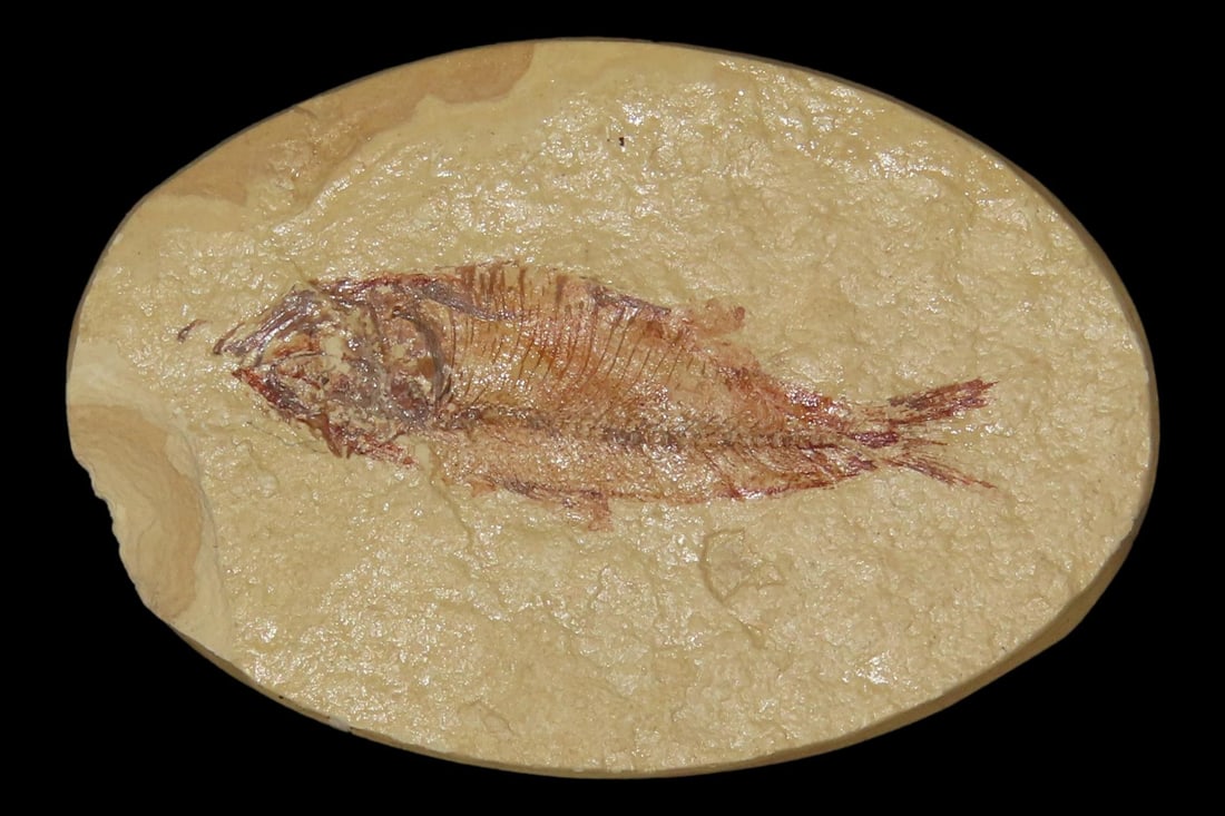 Very Detailed Fish Fossil (Diplomystus) from the Green River Formation in Wyoming, 50 Million Years: Very Detailed Fish Fossil (Diplomystus) from the Green River Formation in Wyoming, 50 Million Years old! Amazing High Grade Example!
